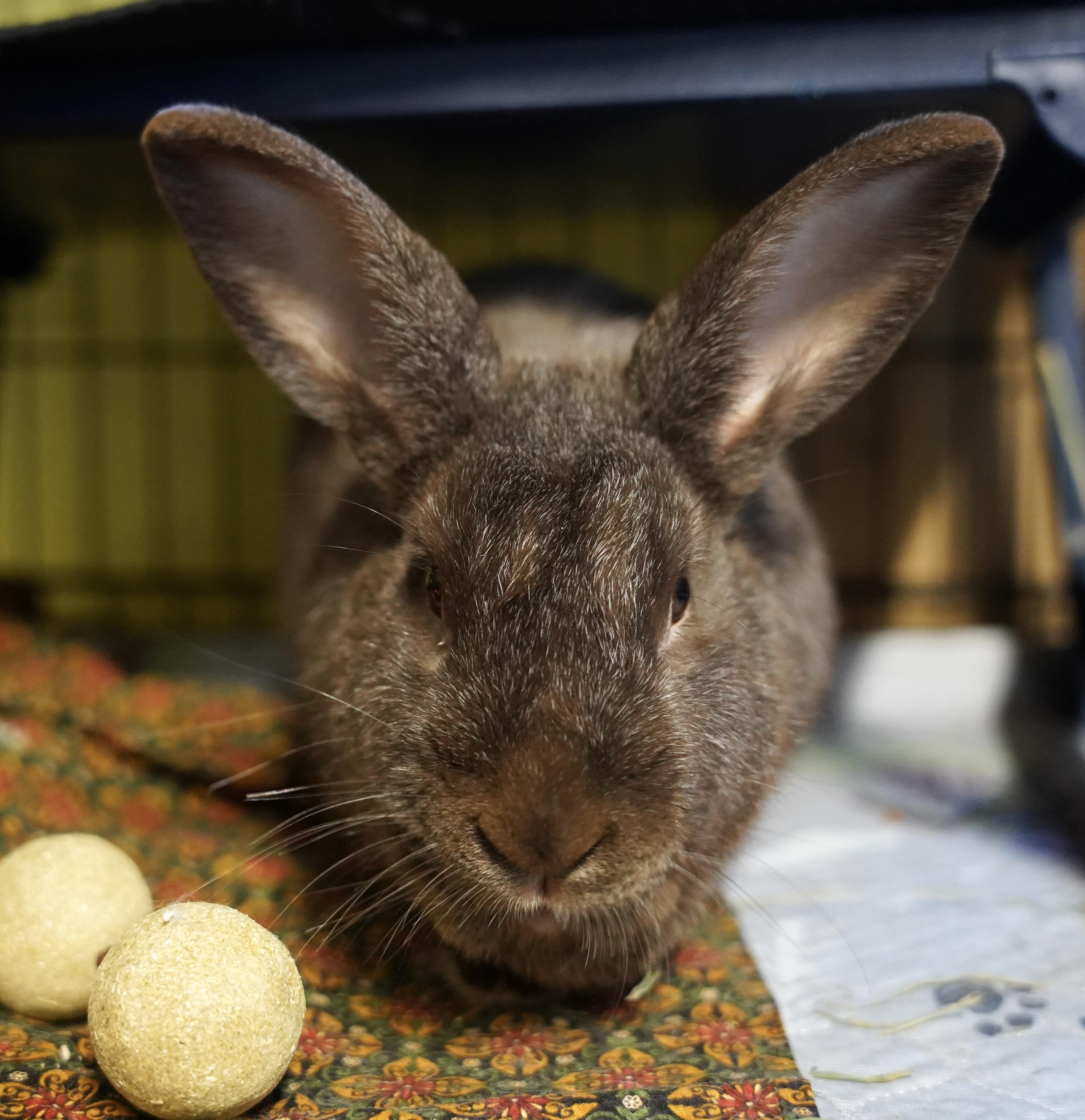Enlarge Earl Grey, an adopted Silver Fox in Ferndale, WA image 2/6