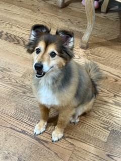 Mischeif, Adopted, Senior Male Shetland Sheepdog / Sheltie.