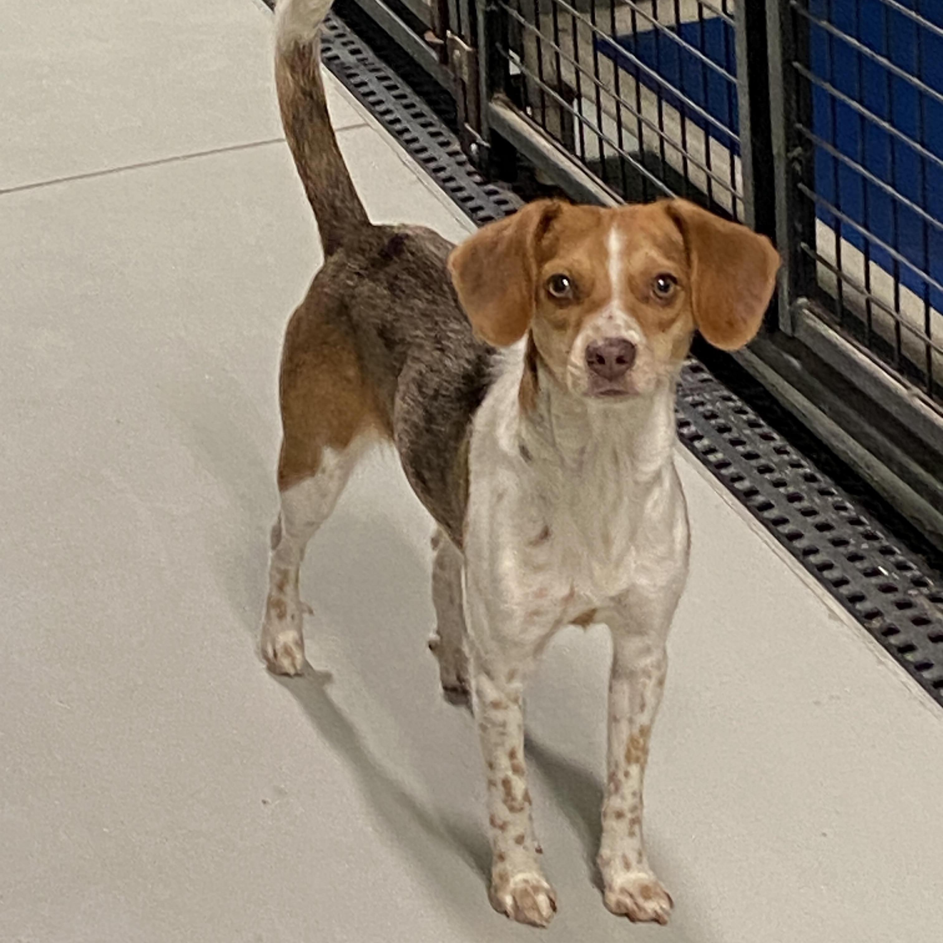 Darla, a Adoptable mixed breed in Hartford, KY image 1/5