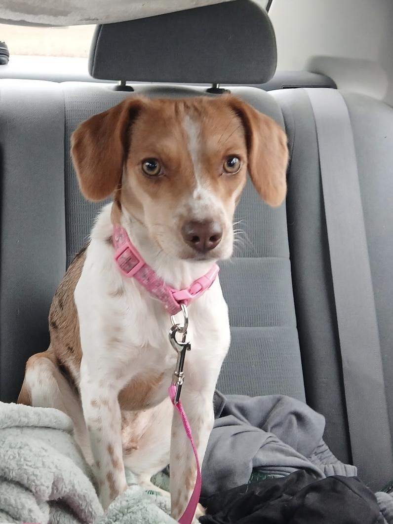 Darla, a Adoptable mixed breed in Hartford, KY image 2/5