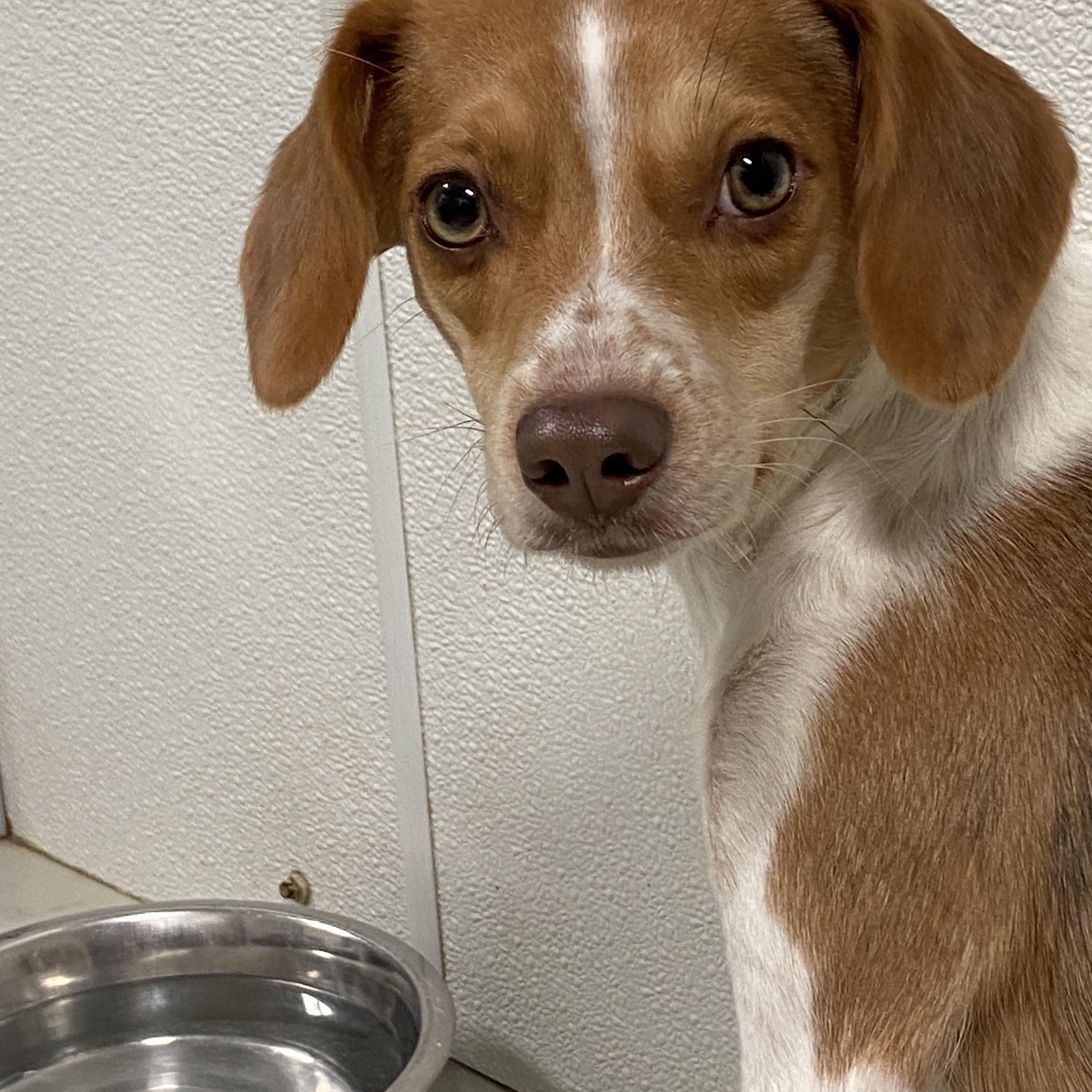 Darla, a Adoptable mixed breed in Hartford, KY image 4/5