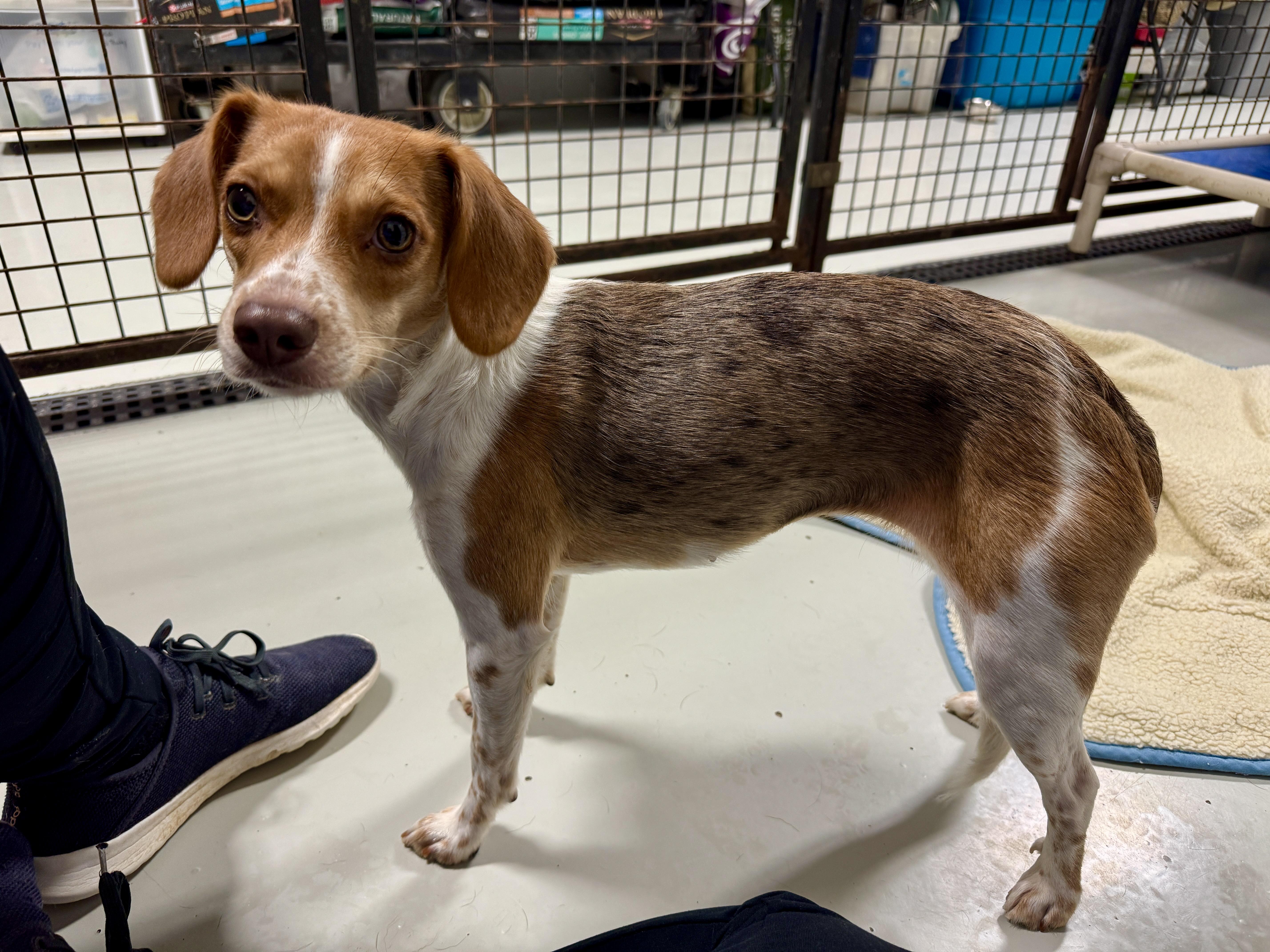 Darla, a Adoptable mixed breed in Hartford, KY image 3/5