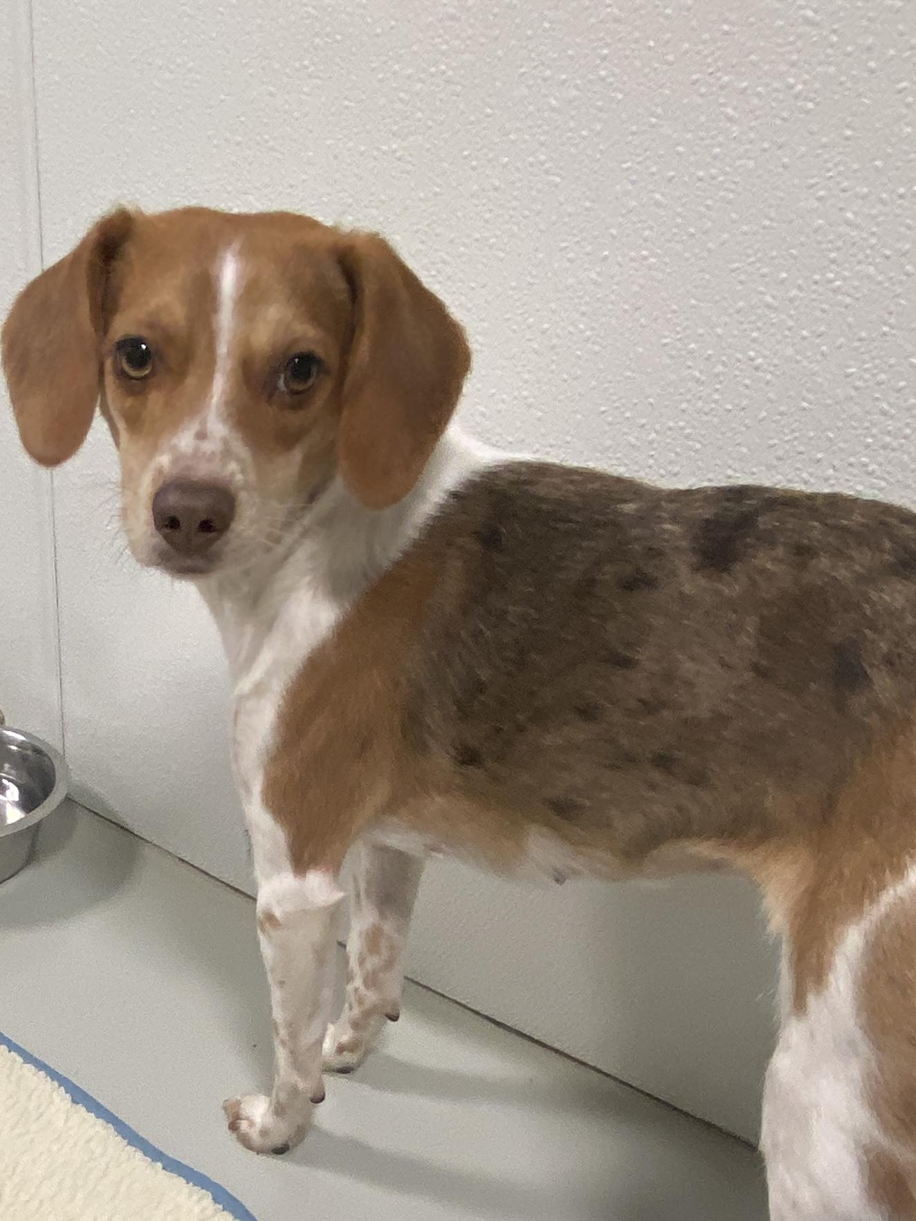 Darla, a Adoptable mixed breed in Hartford, KY image 5/5