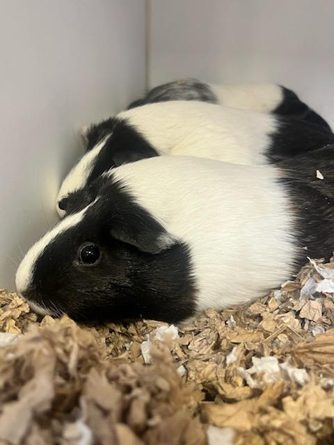 Enlarge Kiwi (ID 51255/1397), a ADOPTABLE Guinea Pig in Manassas, VA image 1/1