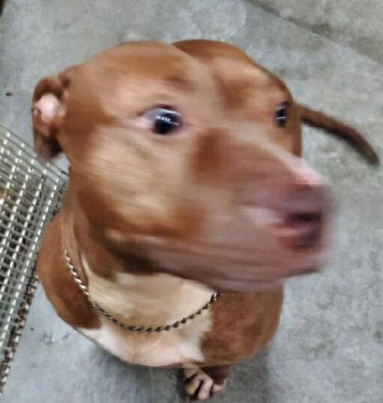 Justina, a Adoptable Staffordshire Bull Terrier in Winston Salem, NC image 3/6