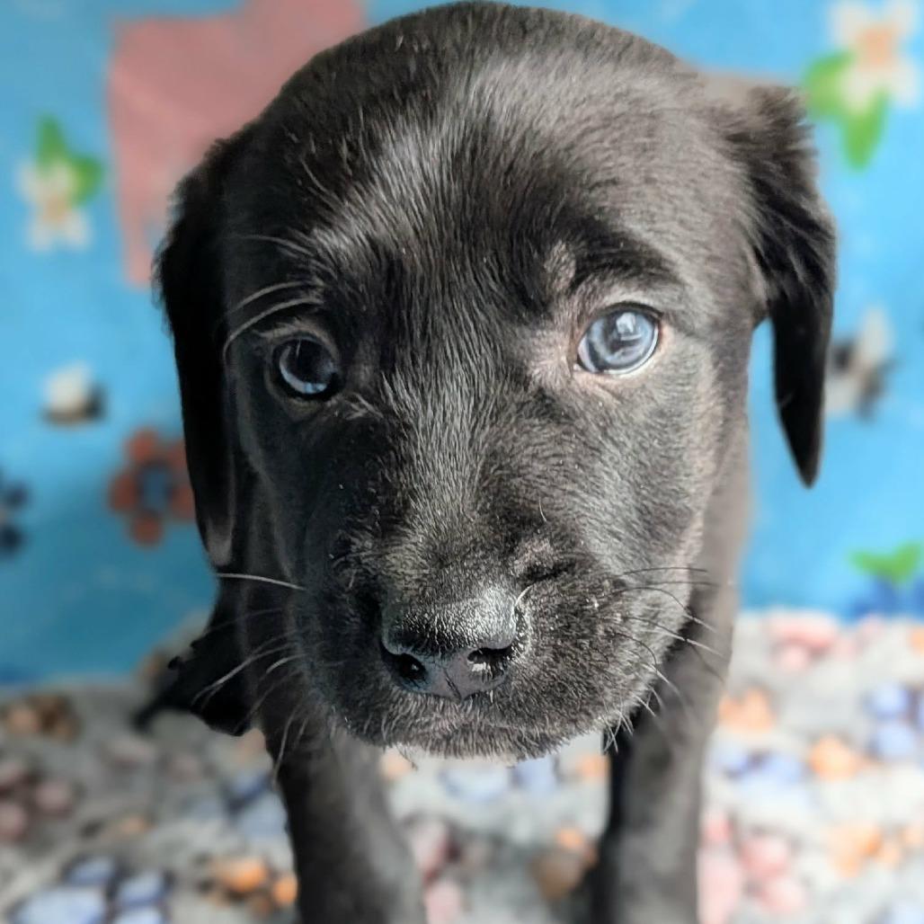 Thackery-Yellow, Adoptable, Puppy Male Terrier.