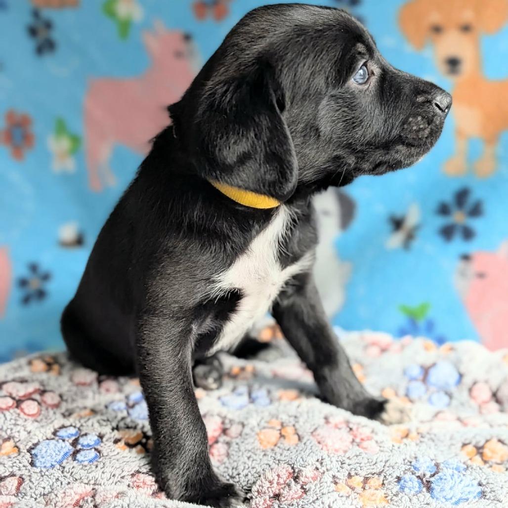 Enlarge Thackery-Yellow, a Adoptable Terrier in Greenville, PA image 2/3