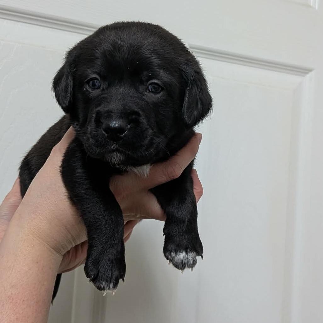 Enlarge Thackery-Yellow, a Adoptable Terrier in Greenville, PA image 3/3