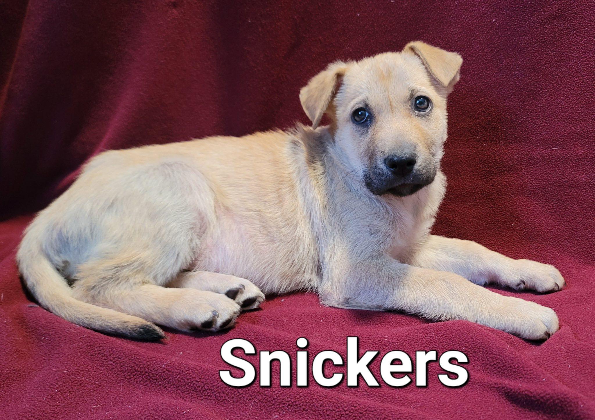 Enlarge Cappucino, a ADOPTABLE mixed breed in Ossining, NY image 1/1