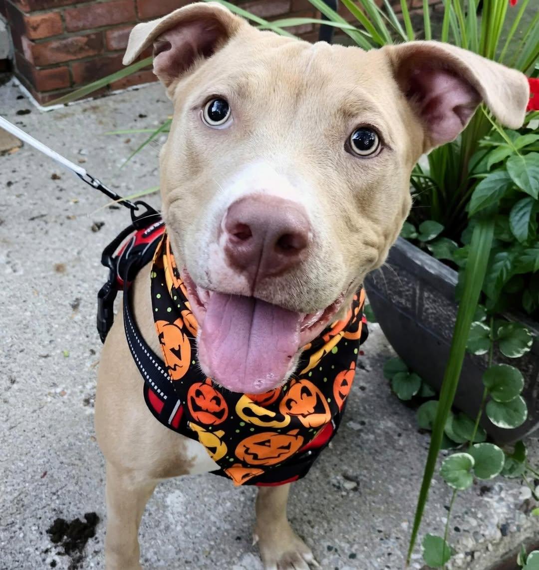Hazel