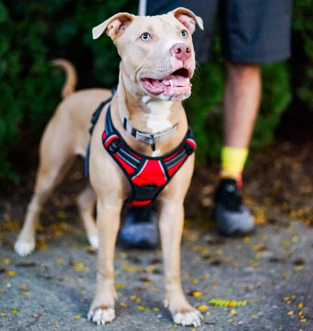 Hazel