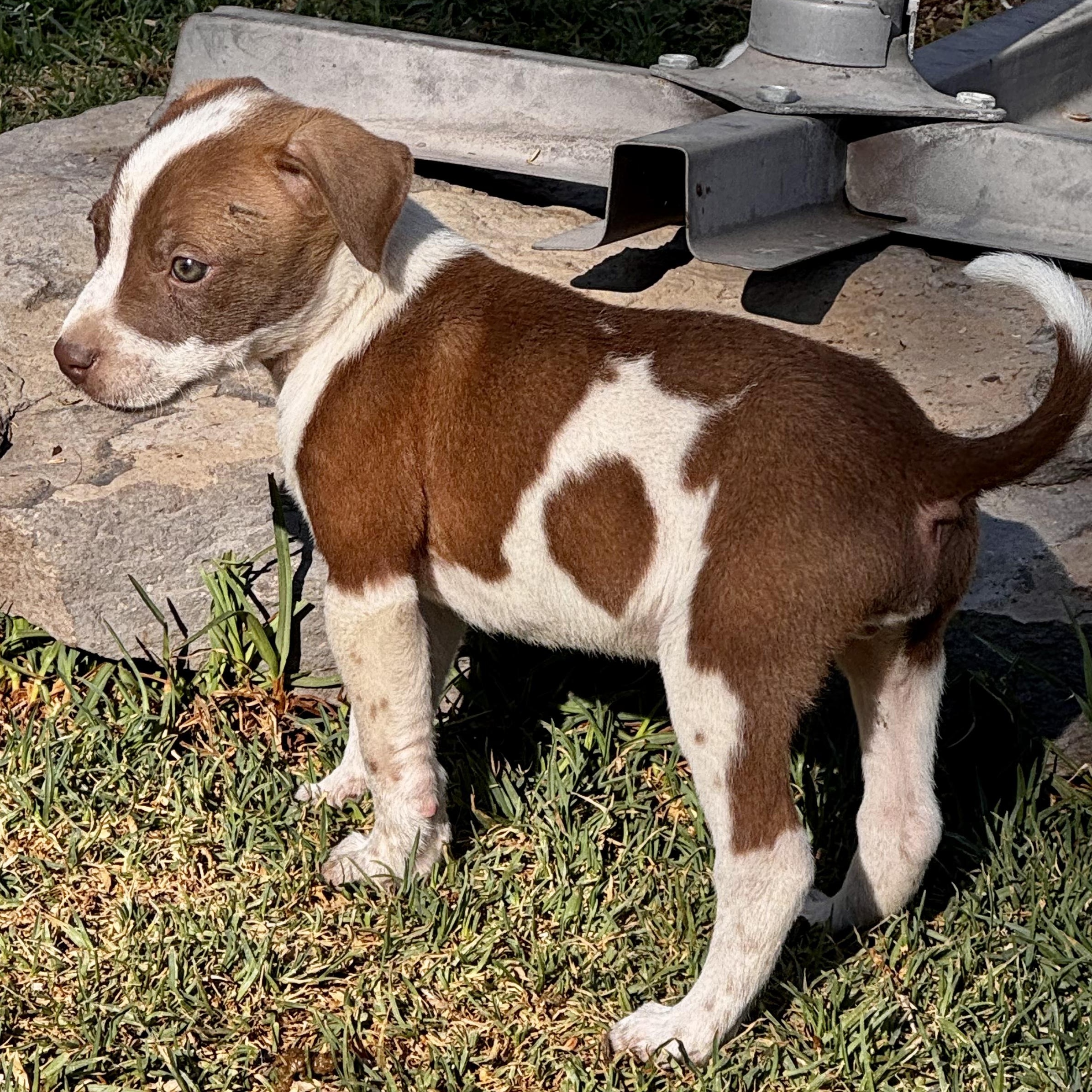 Enlarge Patches, an adoptable mixed breed in Manvel, TX image 5/5