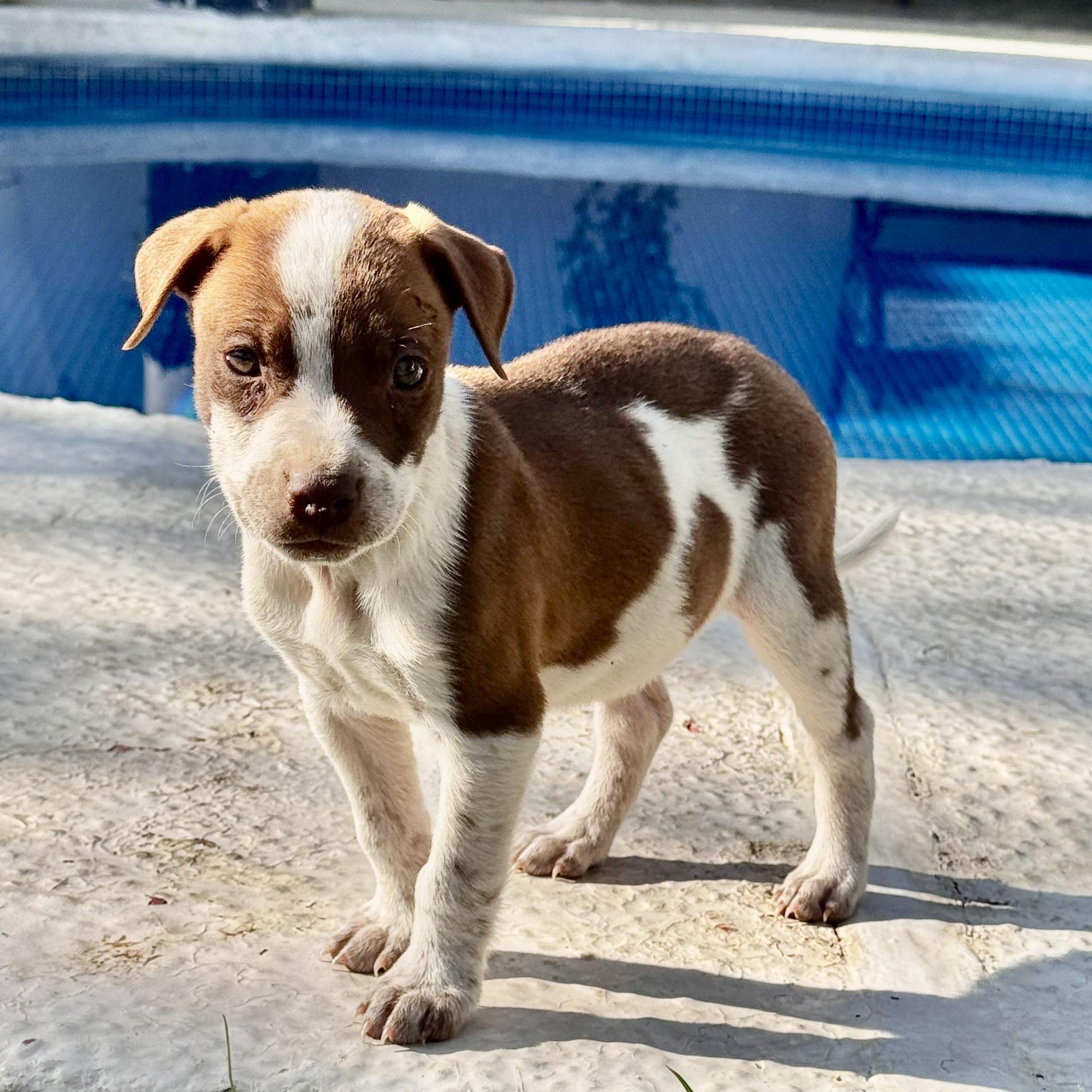 Enlarge Patches, an adoptable mixed breed in Manvel, TX image 2/5