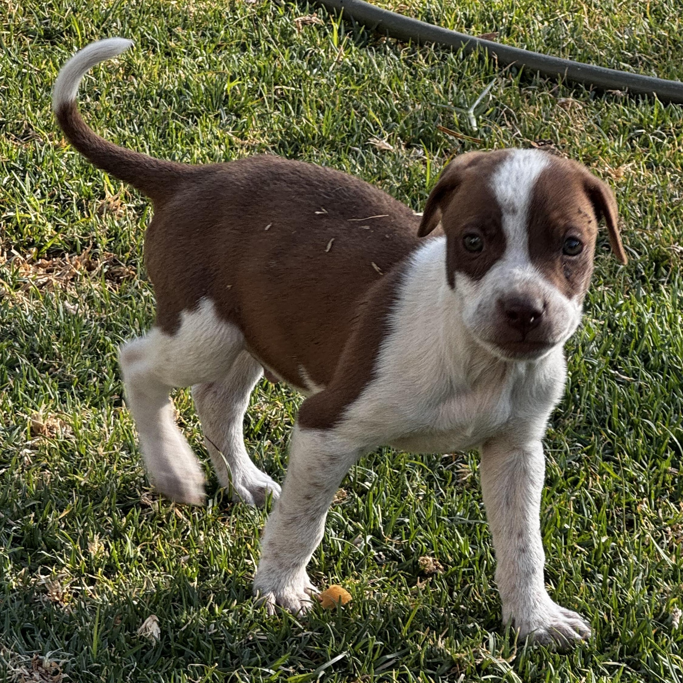 Enlarge Patches, an adoptable mixed breed in Manvel, TX image 4/5