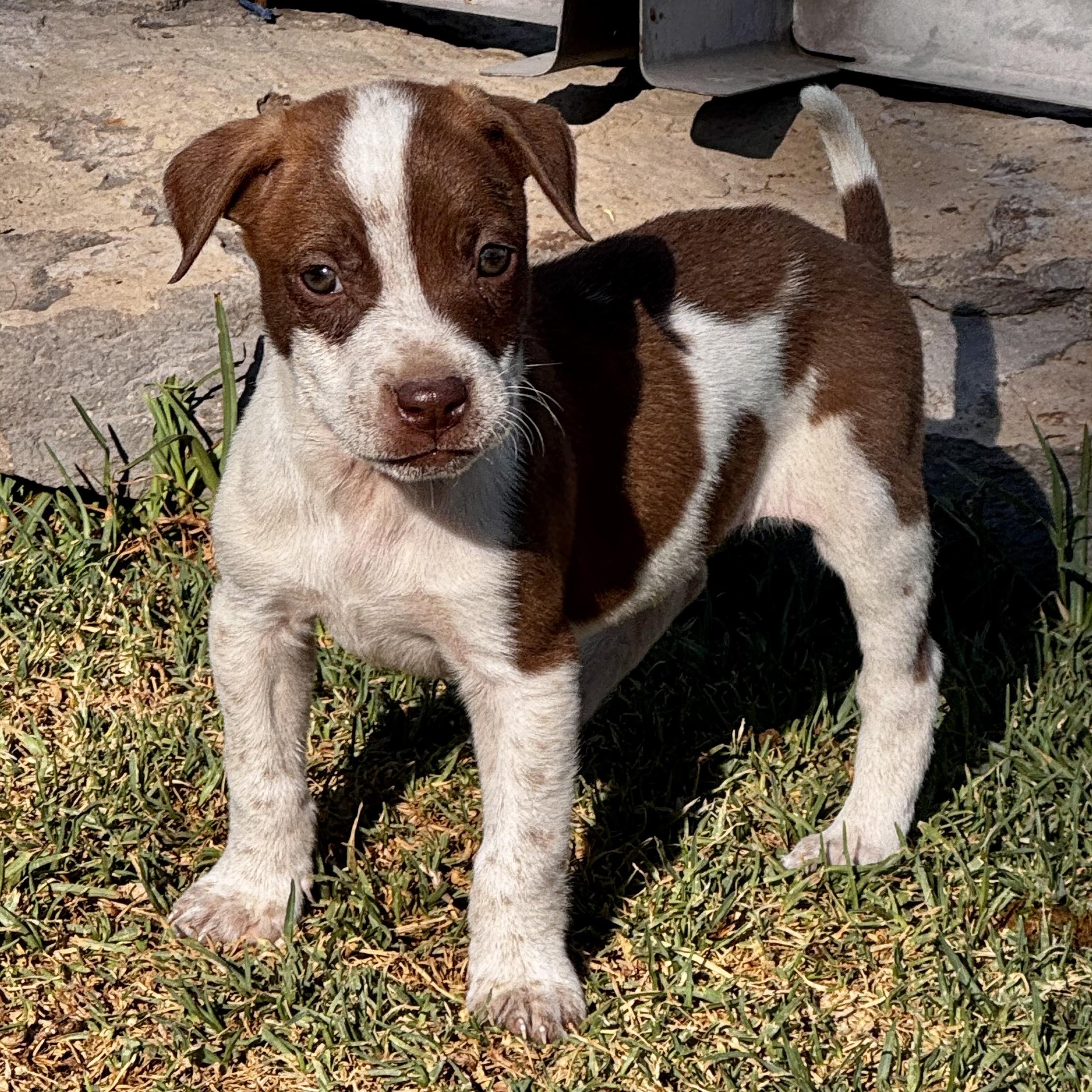 Enlarge Patches, an adoptable mixed breed in Manvel, TX image 3/5