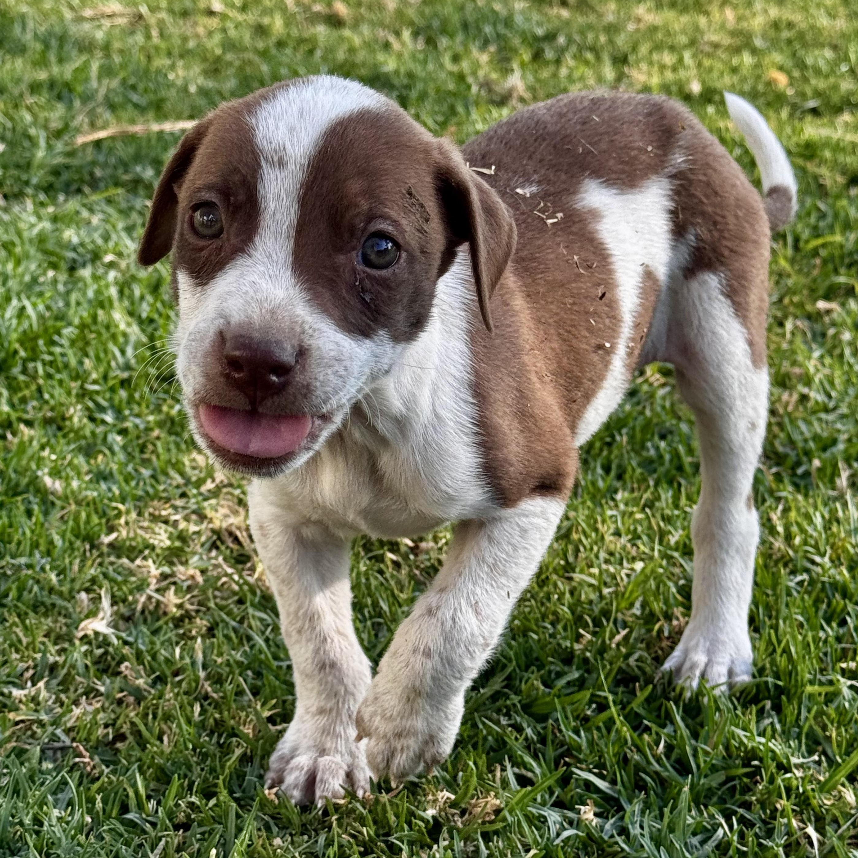 Patches, adoptable, Puppy Male Pit Bull Terrier.