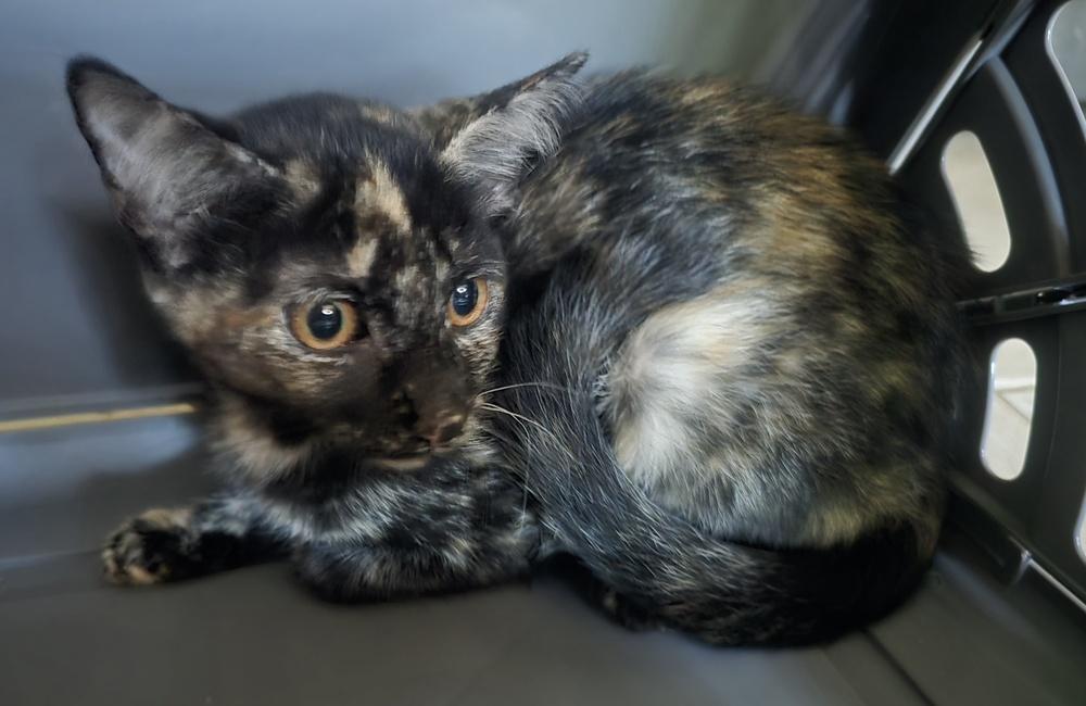 Parcheesi, Adoptable, Kitten Female Domestic Short Hair.