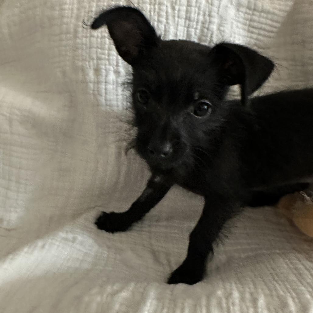 Dolly, Adoptable, Puppy Female Terrier & Mixed Breed.