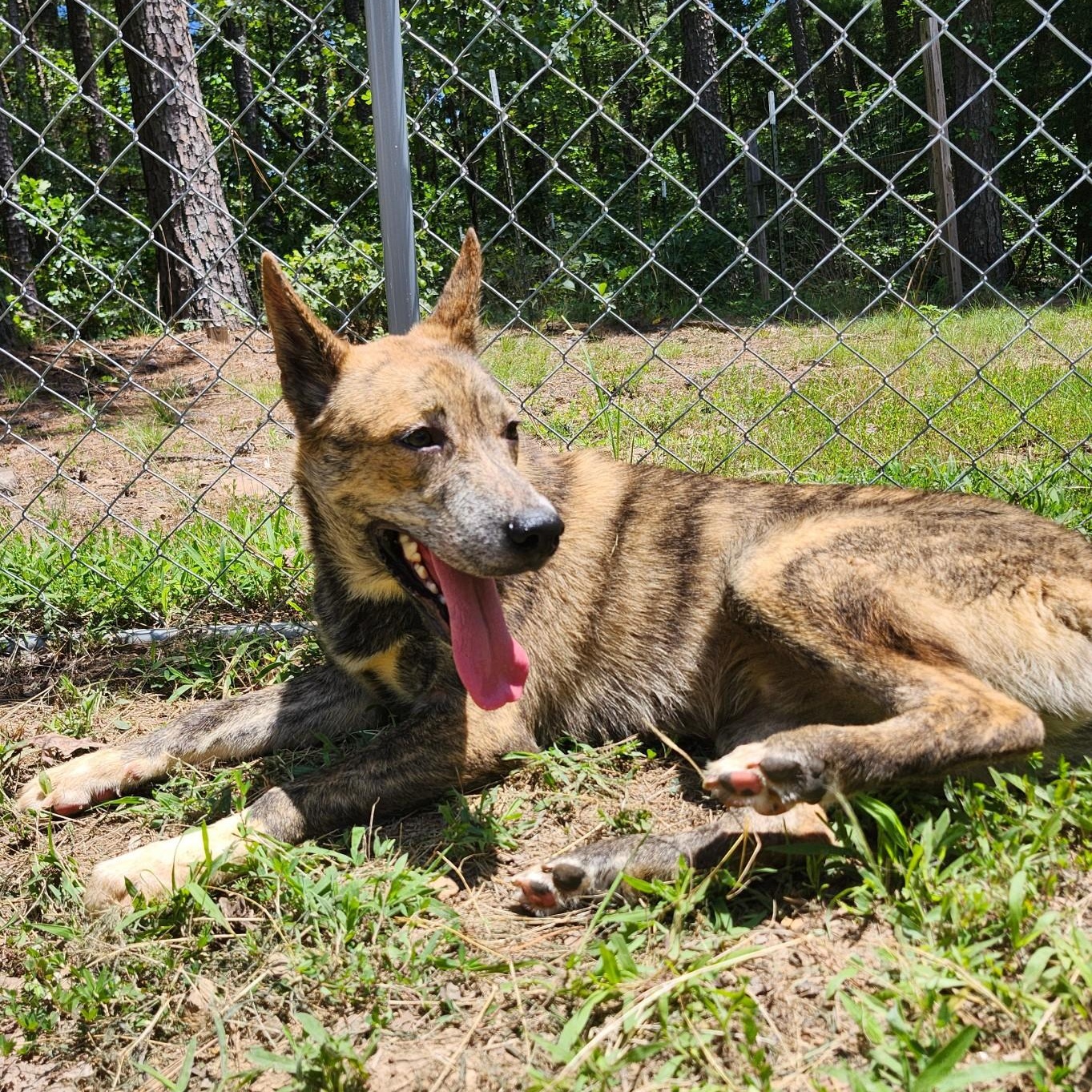 BRUNO, a ADOPTABLE mixed breed in Chicopee, MA image 3/4