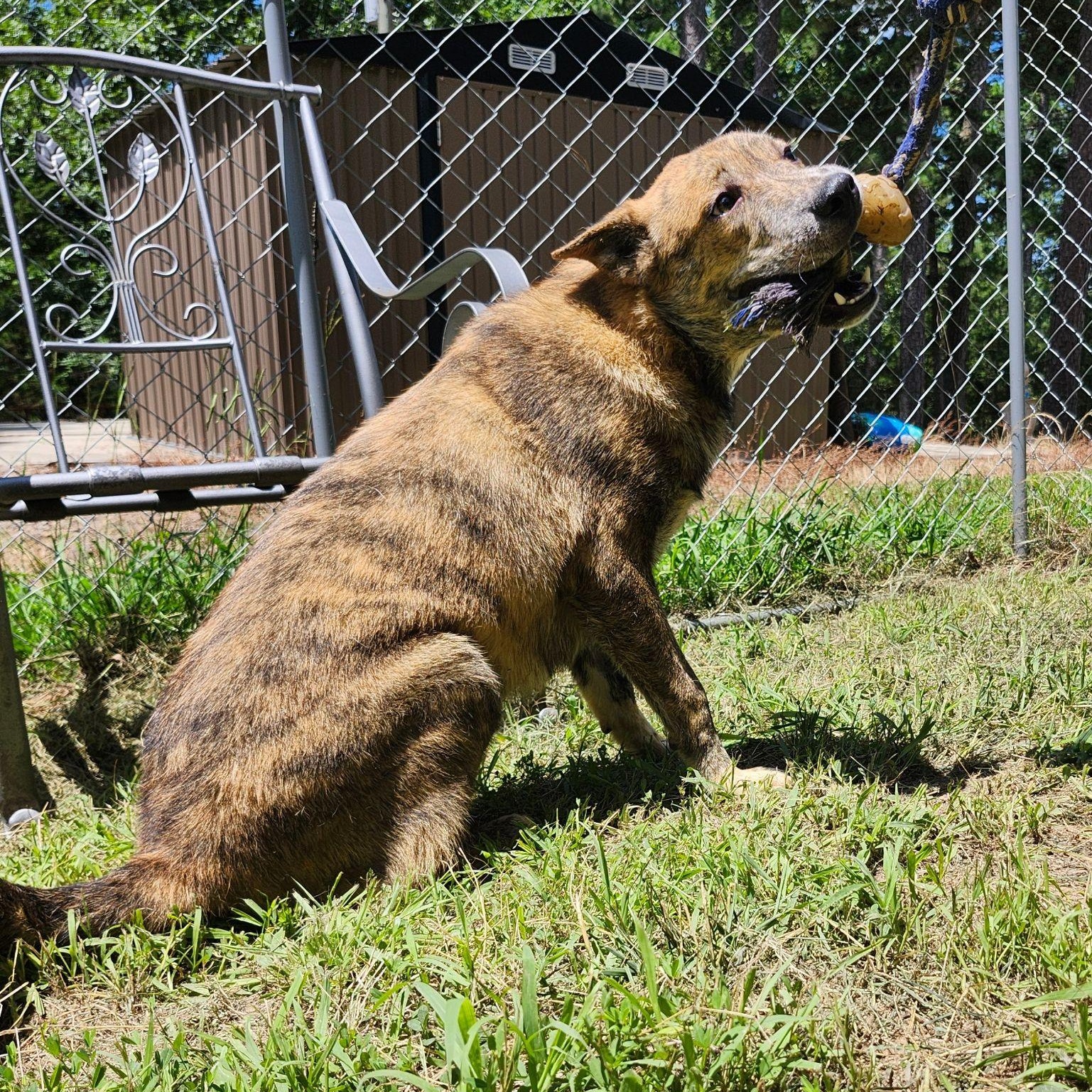 BRUNO, a ADOPTABLE mixed breed in Chicopee, MA image 2/4