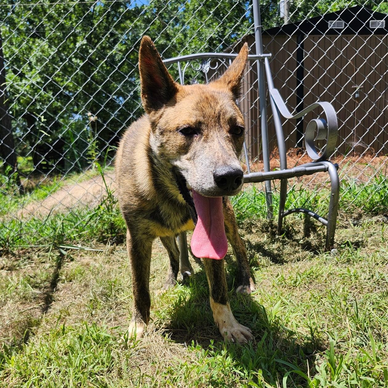 BRUNO, a ADOPTABLE mixed breed in Chicopee, MA image 4/4