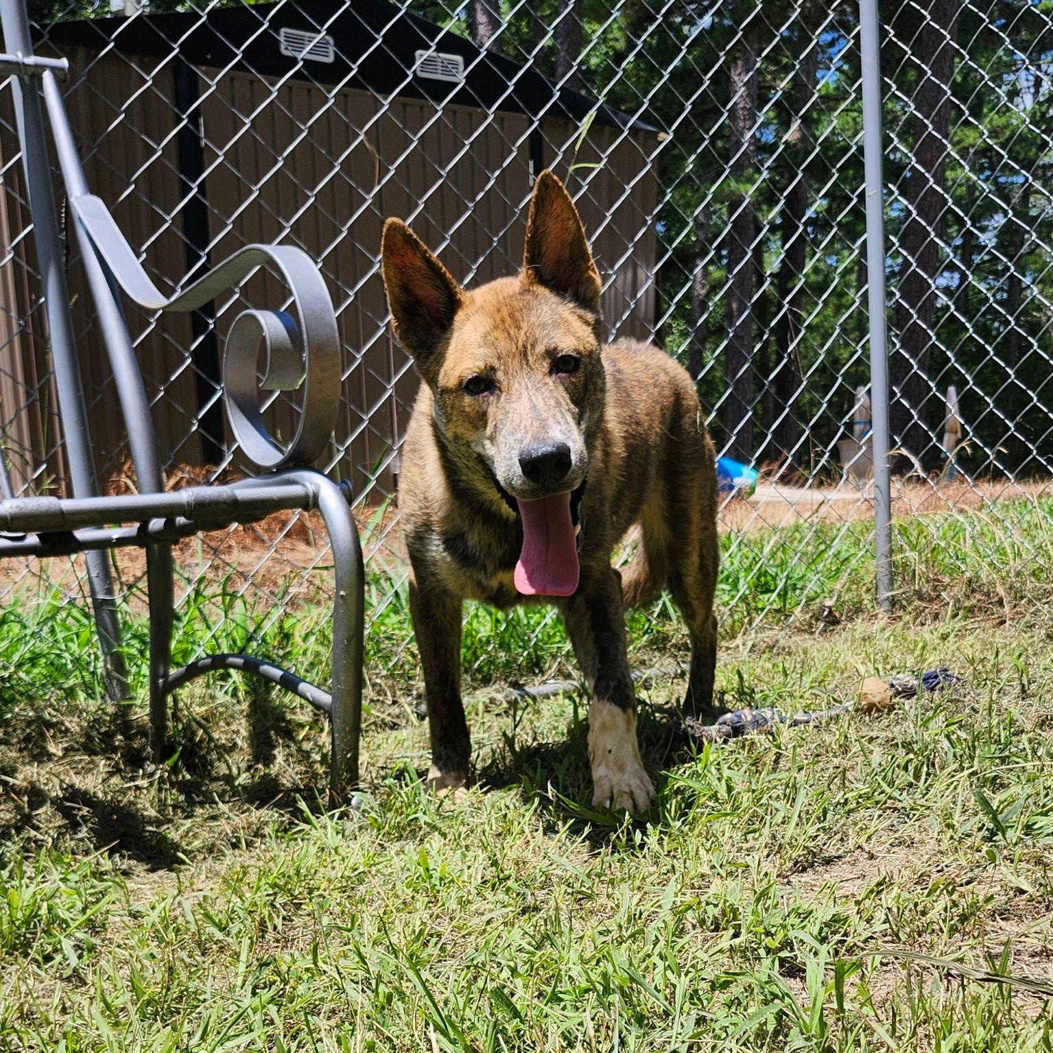 BRUNO, ADOPTABLE, Young Male Shepherd.