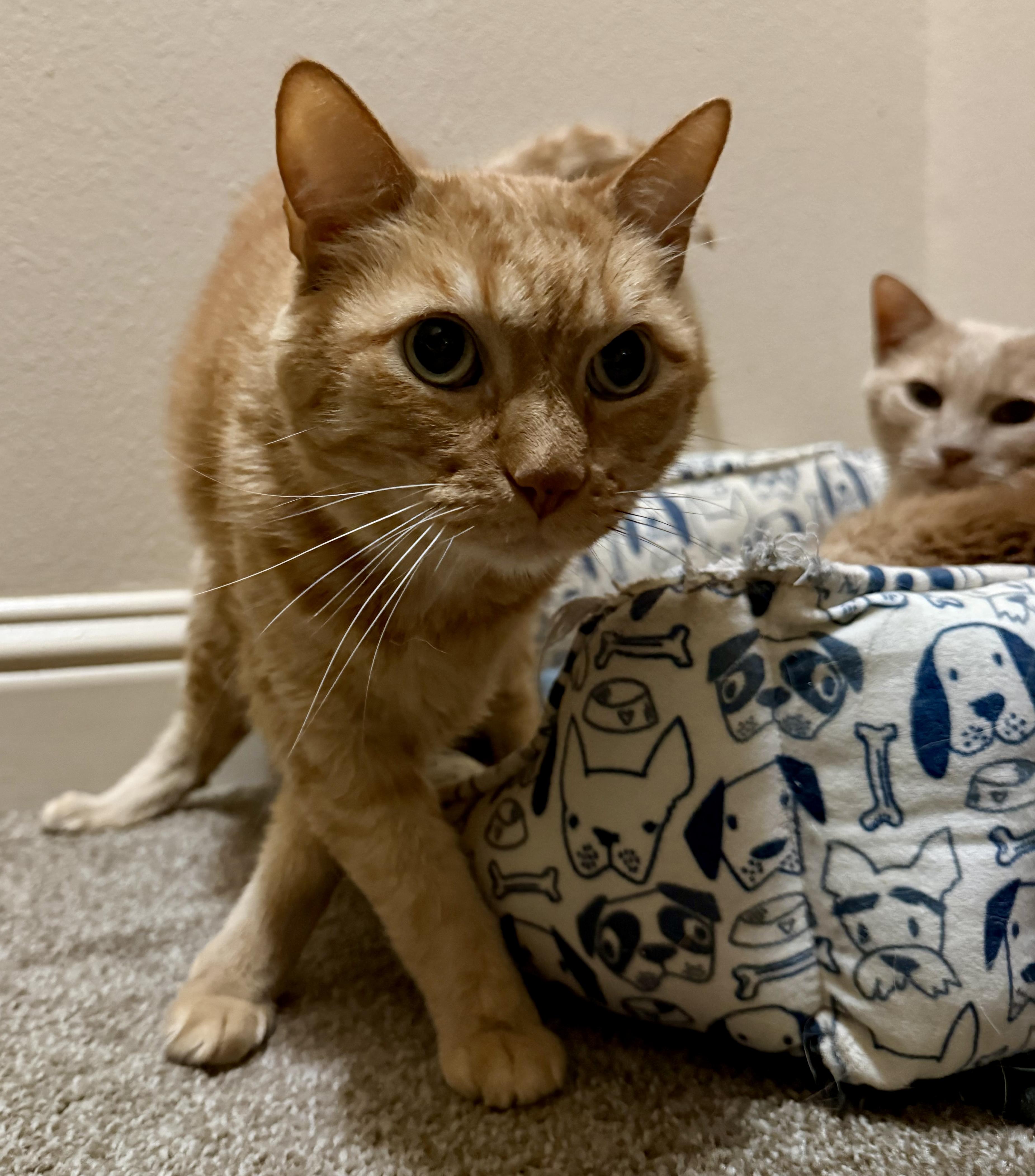 Enlarge Trick and Treat, a Adoptable Domestic Short Hair in San Juan Capistrano, CA image 1/3