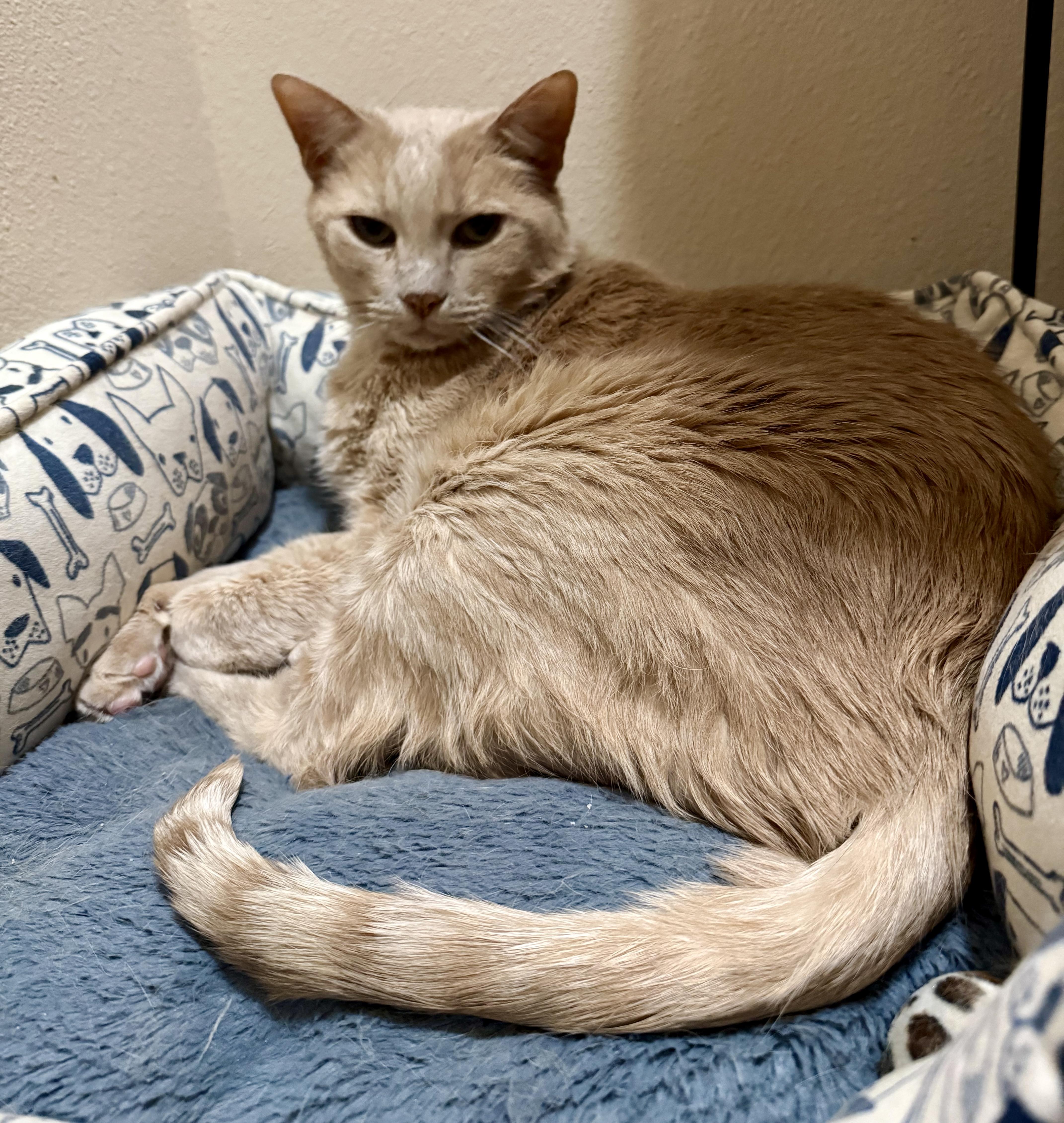 Enlarge Trick and Treat, a Adoptable Domestic Short Hair in San Juan Capistrano, CA image 3/3