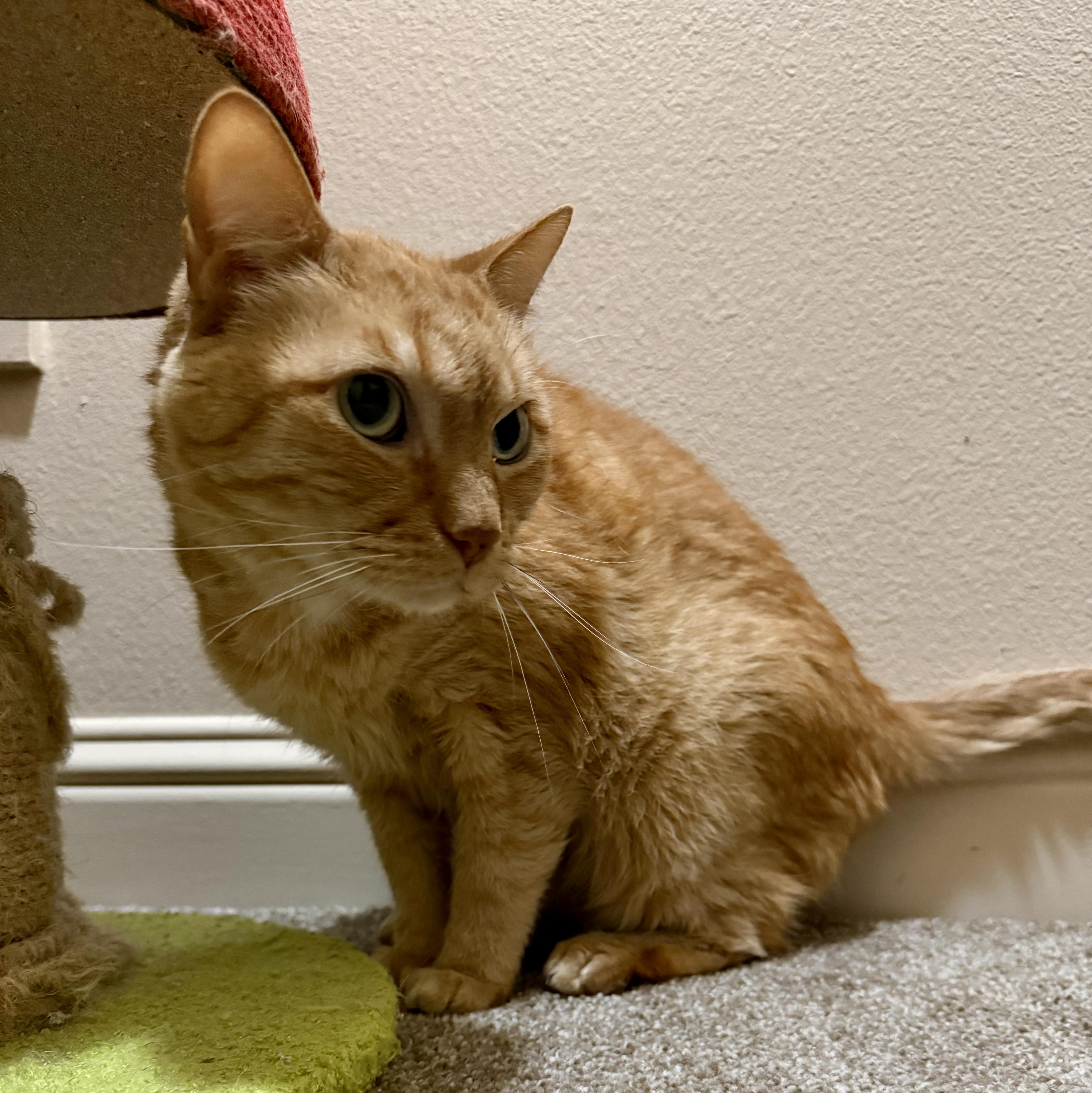 Enlarge Trick and Treat, a Adoptable Domestic Short Hair in San Juan Capistrano, CA image 2/3