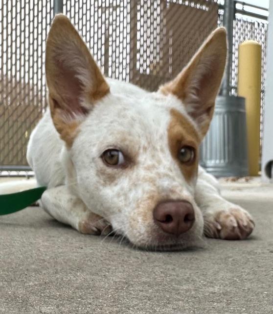 Enlarge 4PAWS Bluey, a ADOPTABLE mixed breed in Benbrook, TX image 2/2