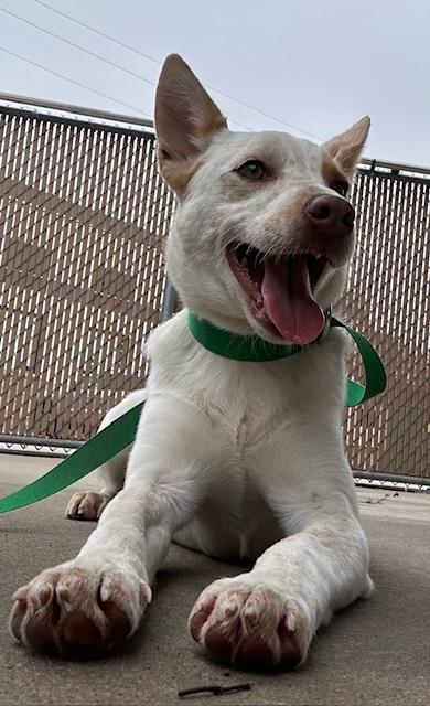4PAWS Bluey, ADOPTABLE, Young Female Australian Cattle Dog / Blue Heeler.