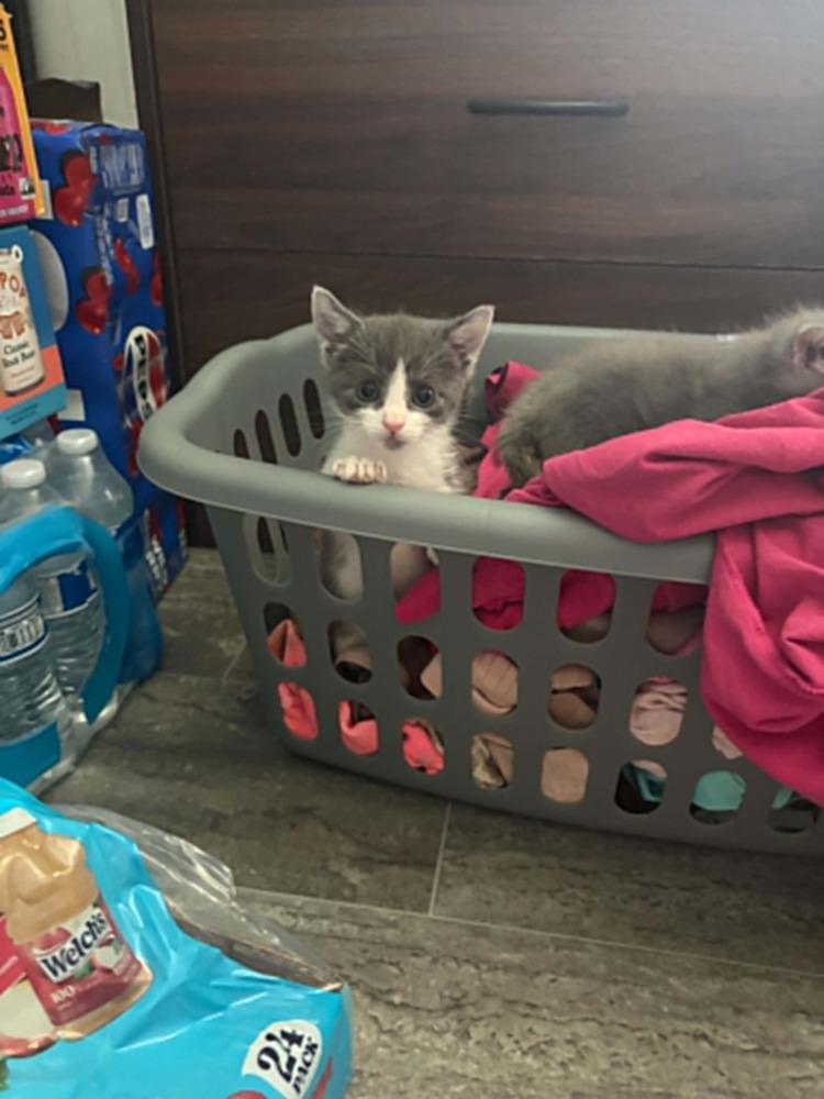 Primrose, Adoptable, Kitten Female Domestic Medium Hair.
