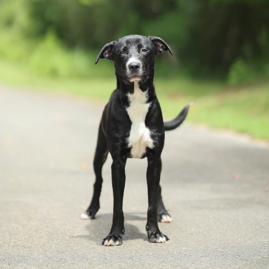 Journey, Adoptable, Adult Male Black Labrador Retriever.