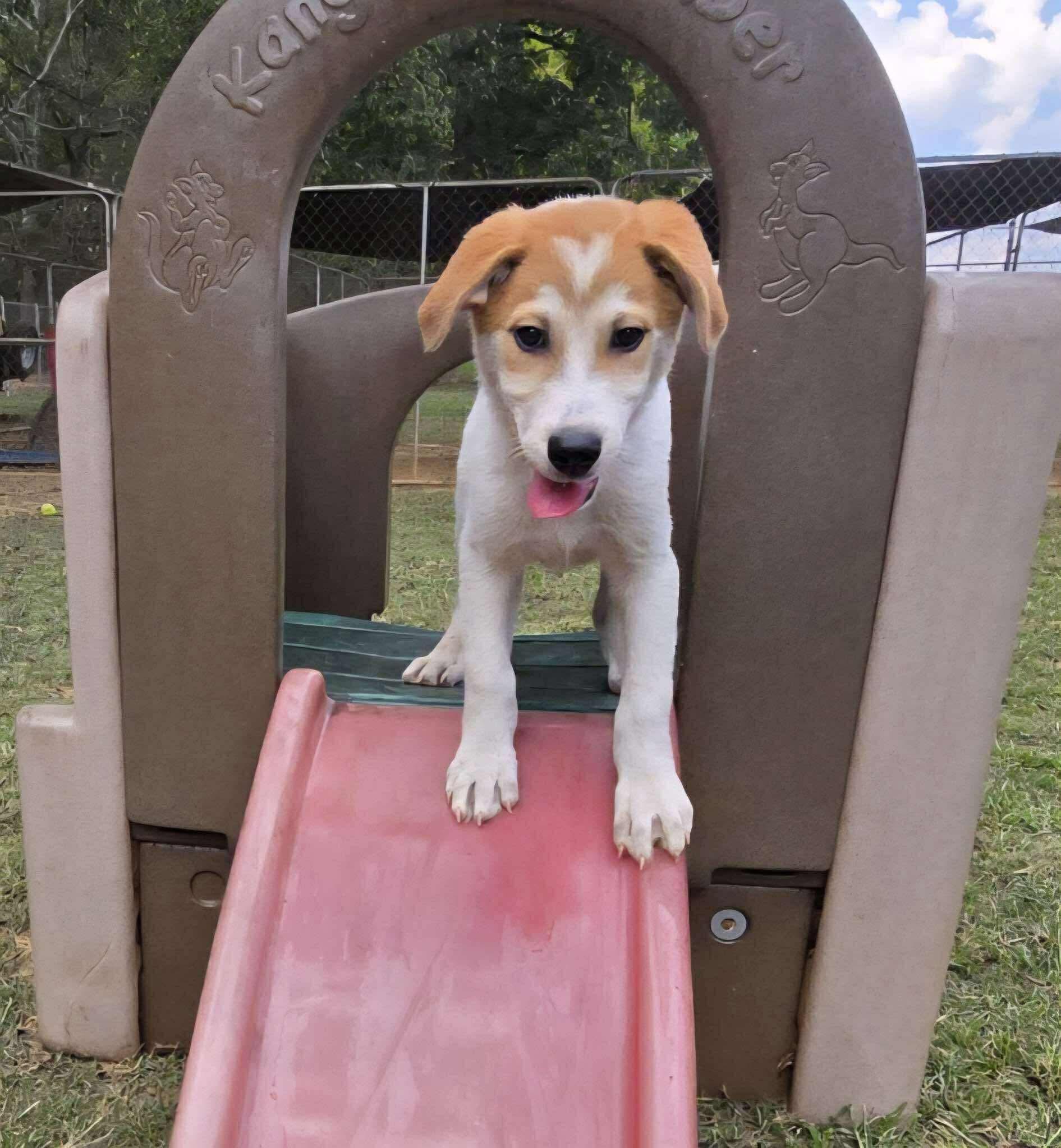 Cornbread in NH! Come Meet our Adoptable Dogs Wednesday-Saturday. More info in Bio!
