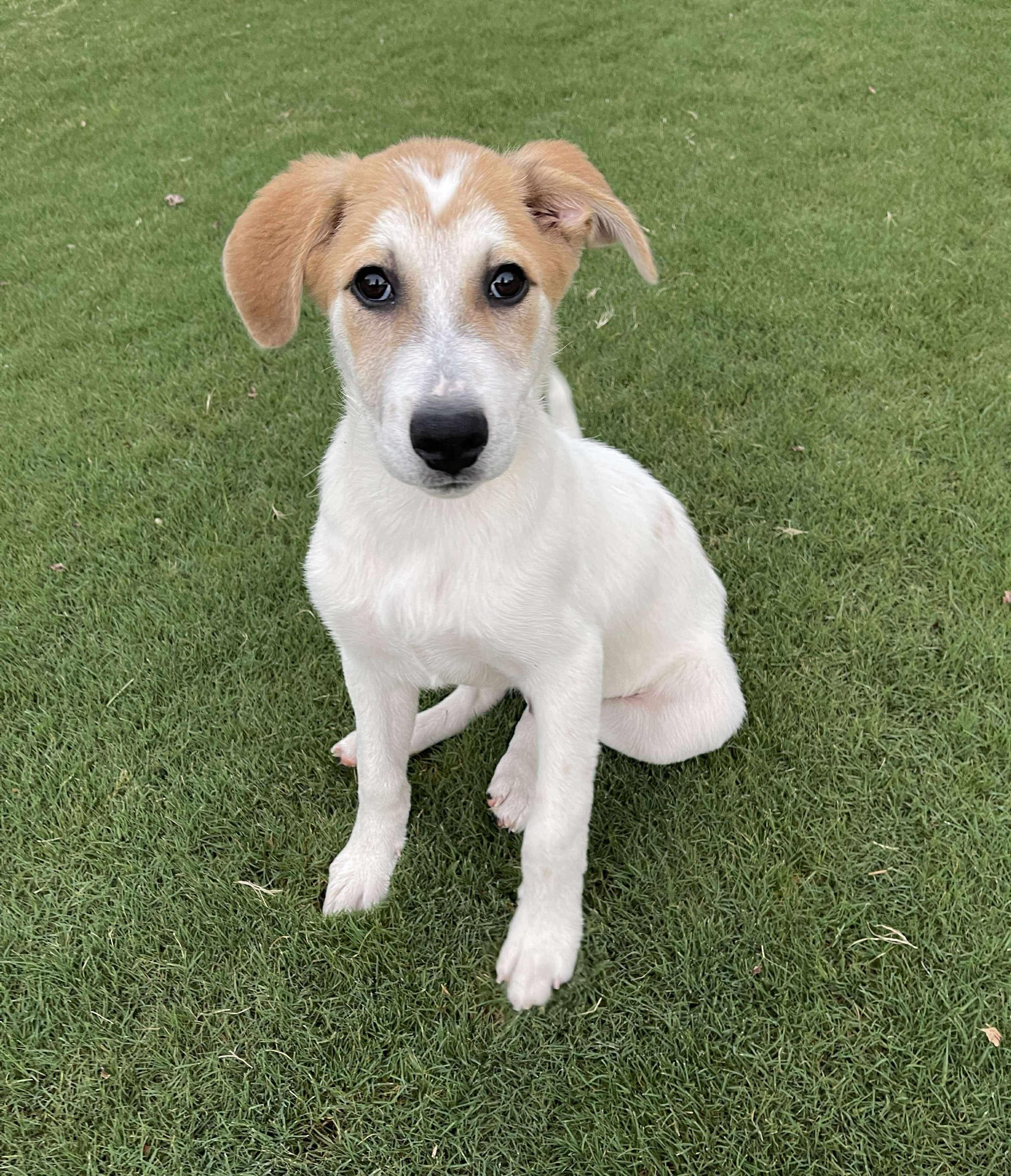 Cornbread in NH! Come Meet our Adoptable Dogs Wednesday-Saturday. More info in Bio!