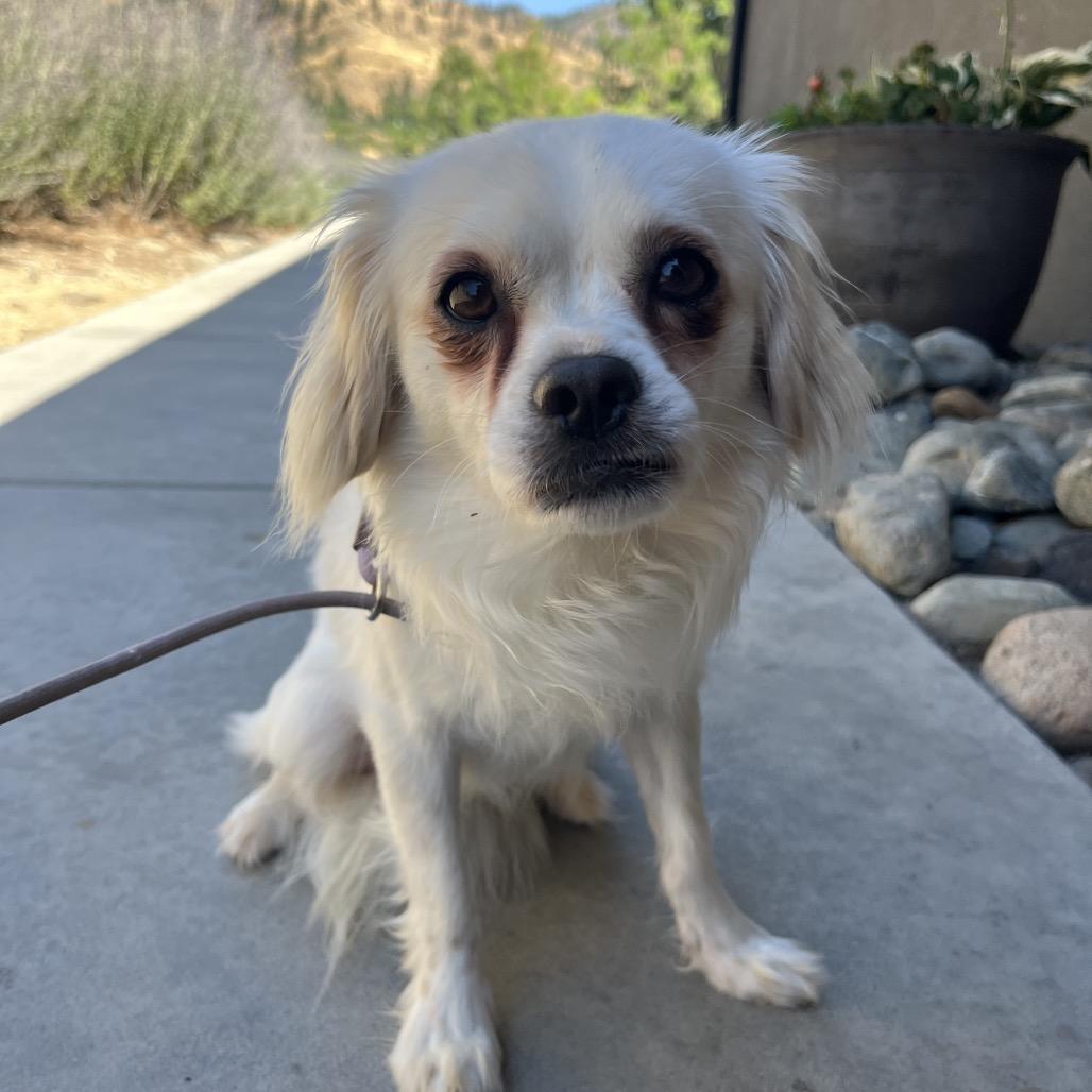 Nico, an adoptable Spaniel, Pekingese in Cashmere, WA, 98815 | Photo Image 1
