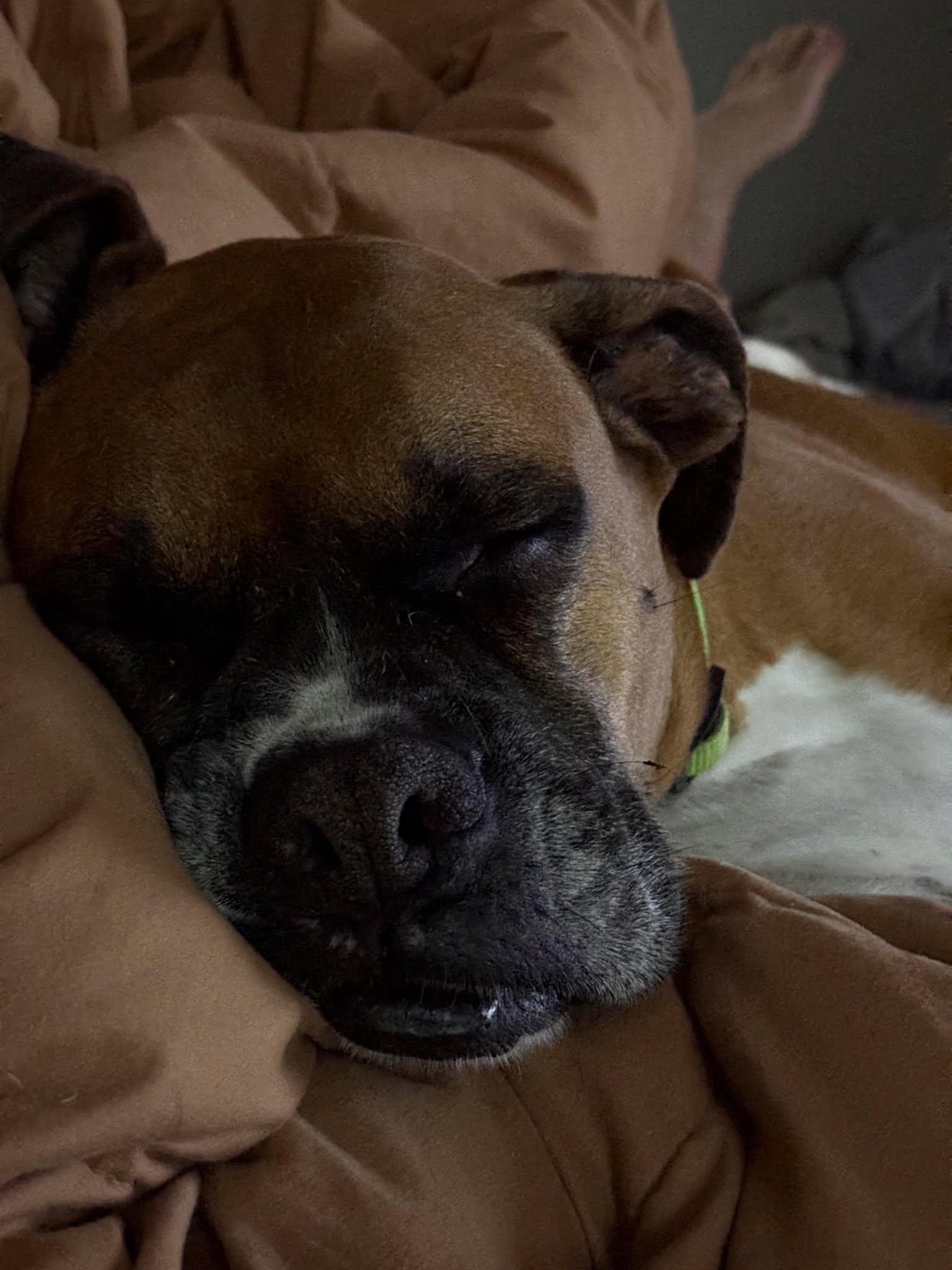 Samson *Bonded to Delilah*, a Adopted Boxer in Owatonna, MN image 1/3