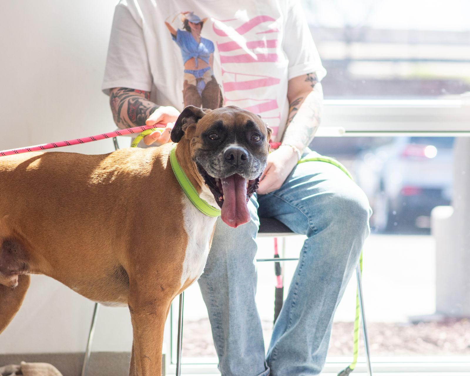 Samson *Bonded to Delilah*, a Adopted Boxer in Owatonna, MN image 2/3