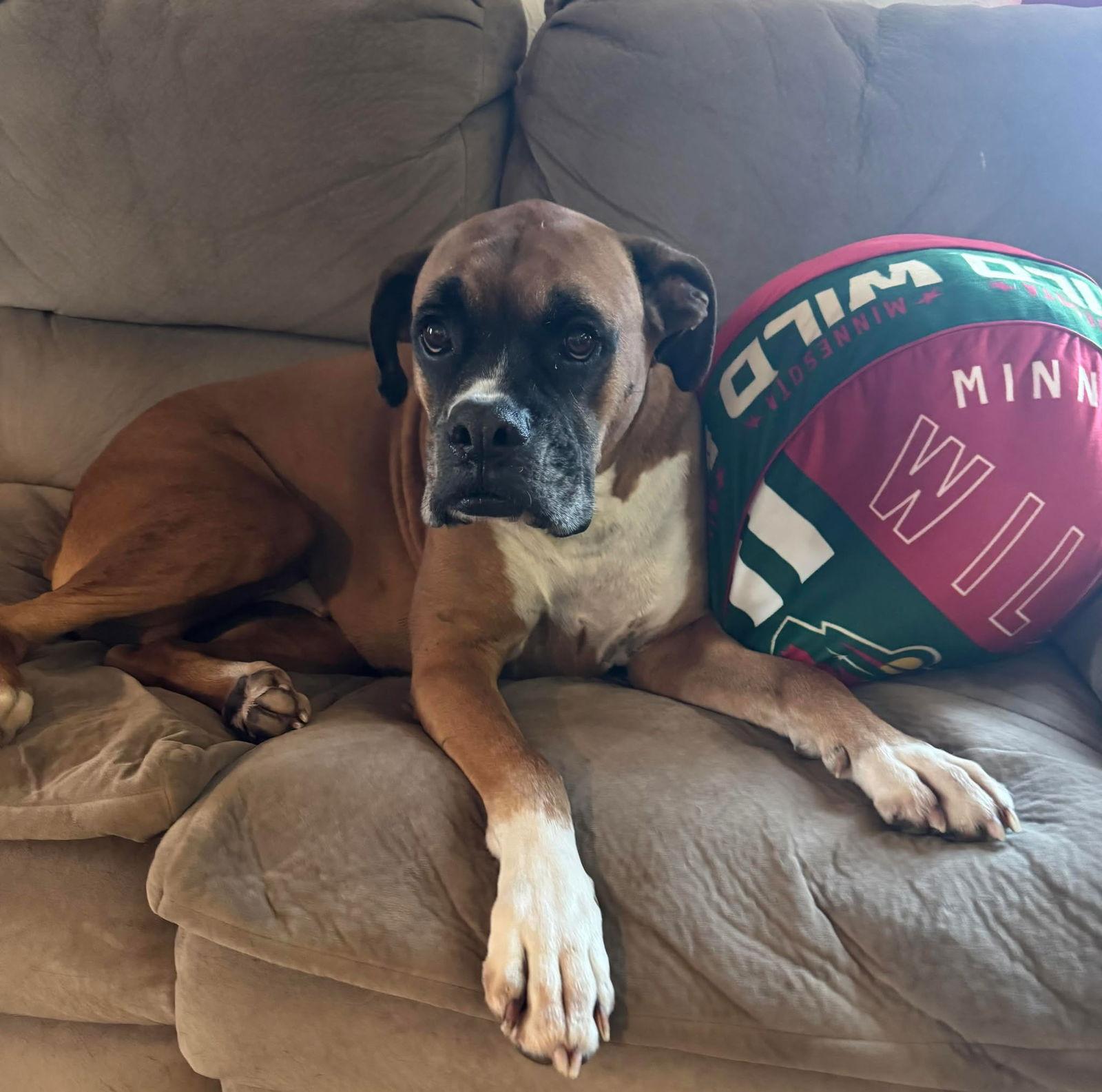 Samson *Bonded to Delilah*, a Adopted Boxer in Owatonna, MN image 3/3