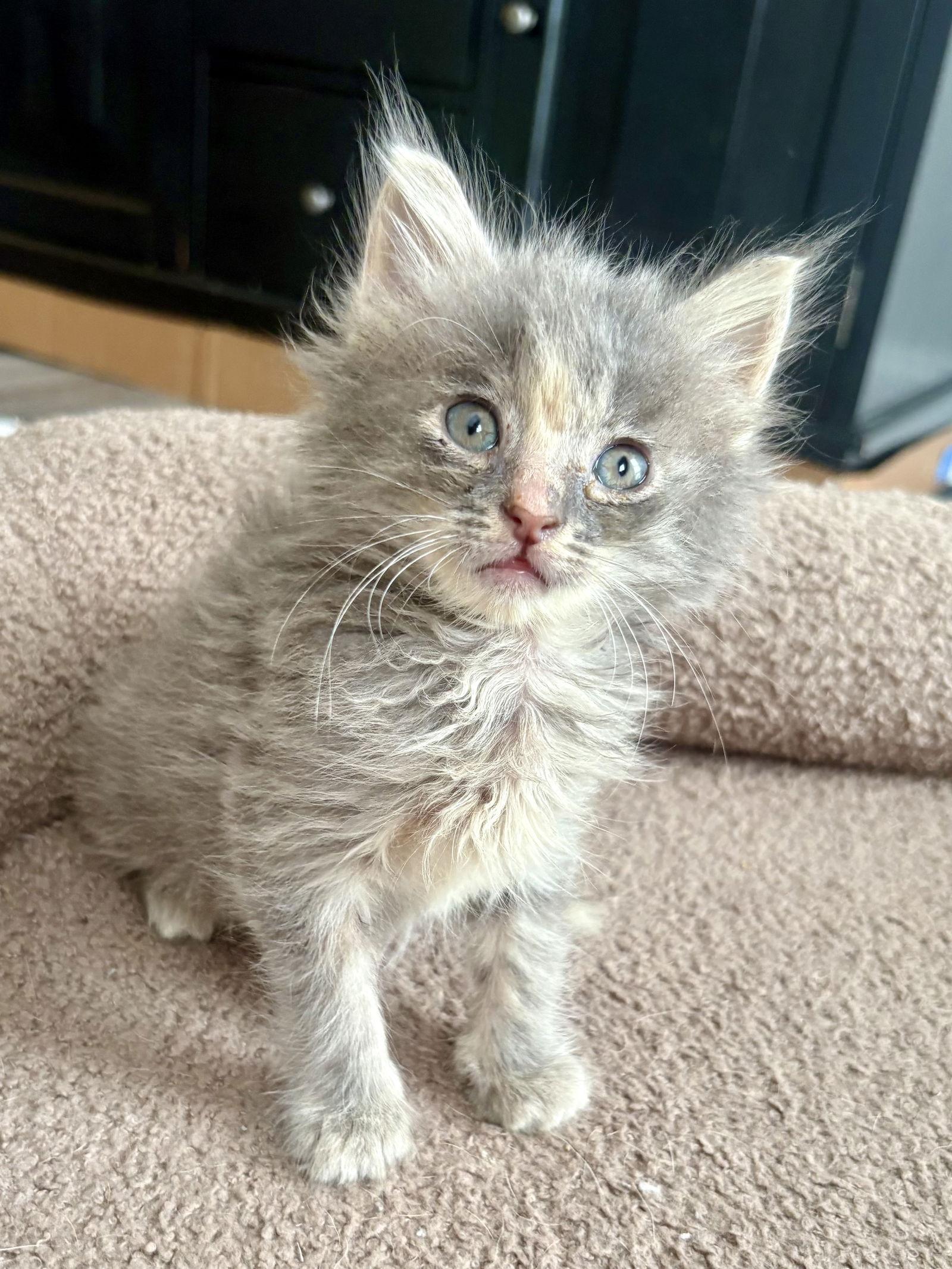 Karma, a Adopted Domestic Medium Hair in Buford, GA image 1/3