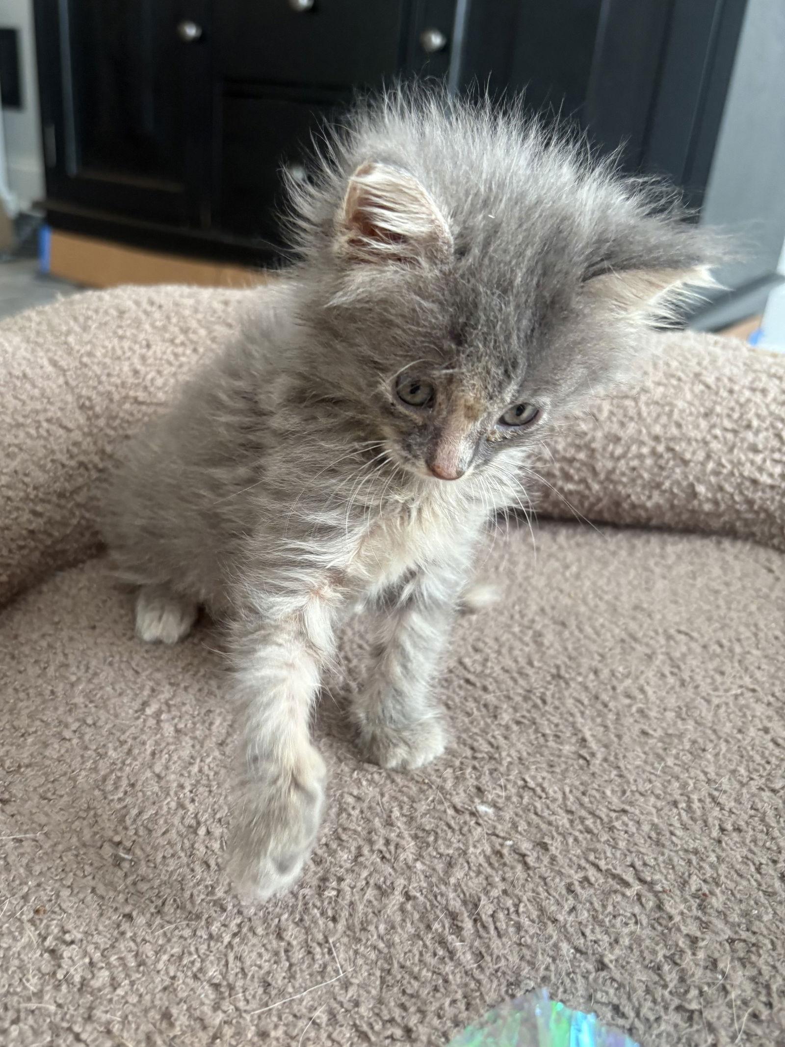 Karma, a Adopted Domestic Medium Hair in Buford, GA image 2/3