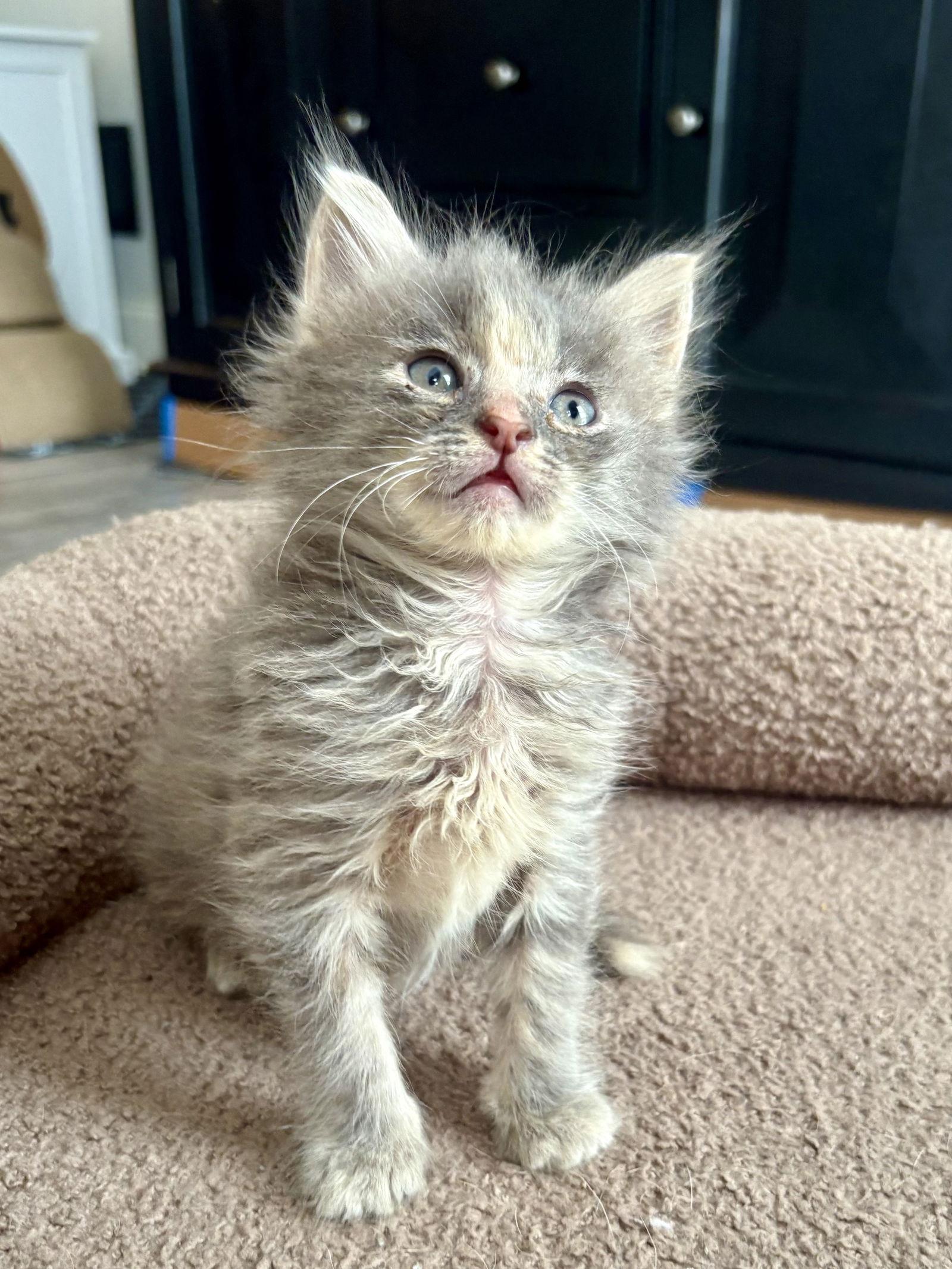 Karma, a Adopted Domestic Medium Hair in Buford, GA image 3/3