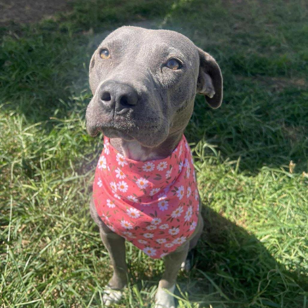 Rylee, a Adoptable American Staffordshire Terrier in Pittsburgh, PA image 3/6