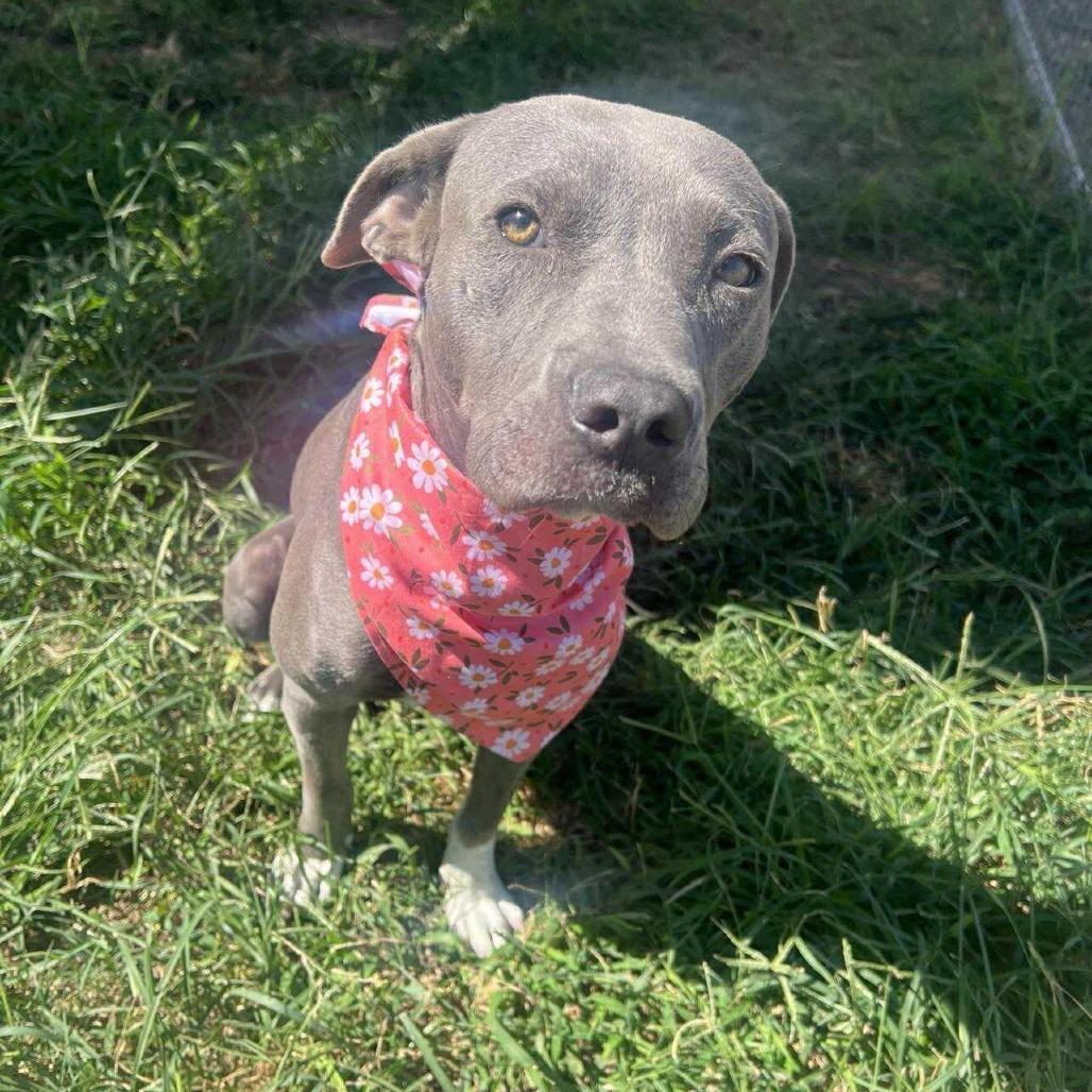 Rylee, a Adoptable American Staffordshire Terrier in Pittsburgh, PA image 5/6