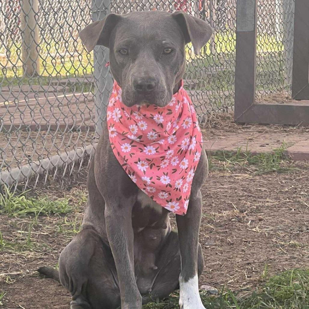 Rylee, a Adoptable American Staffordshire Terrier in Pittsburgh, PA image 6/6