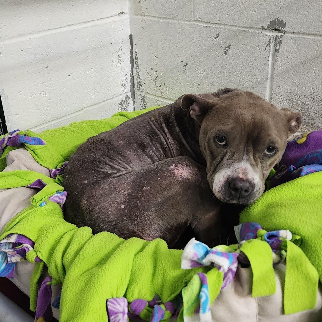 Taffy, Adoptable, Adult Female Pit Bull Terrier.