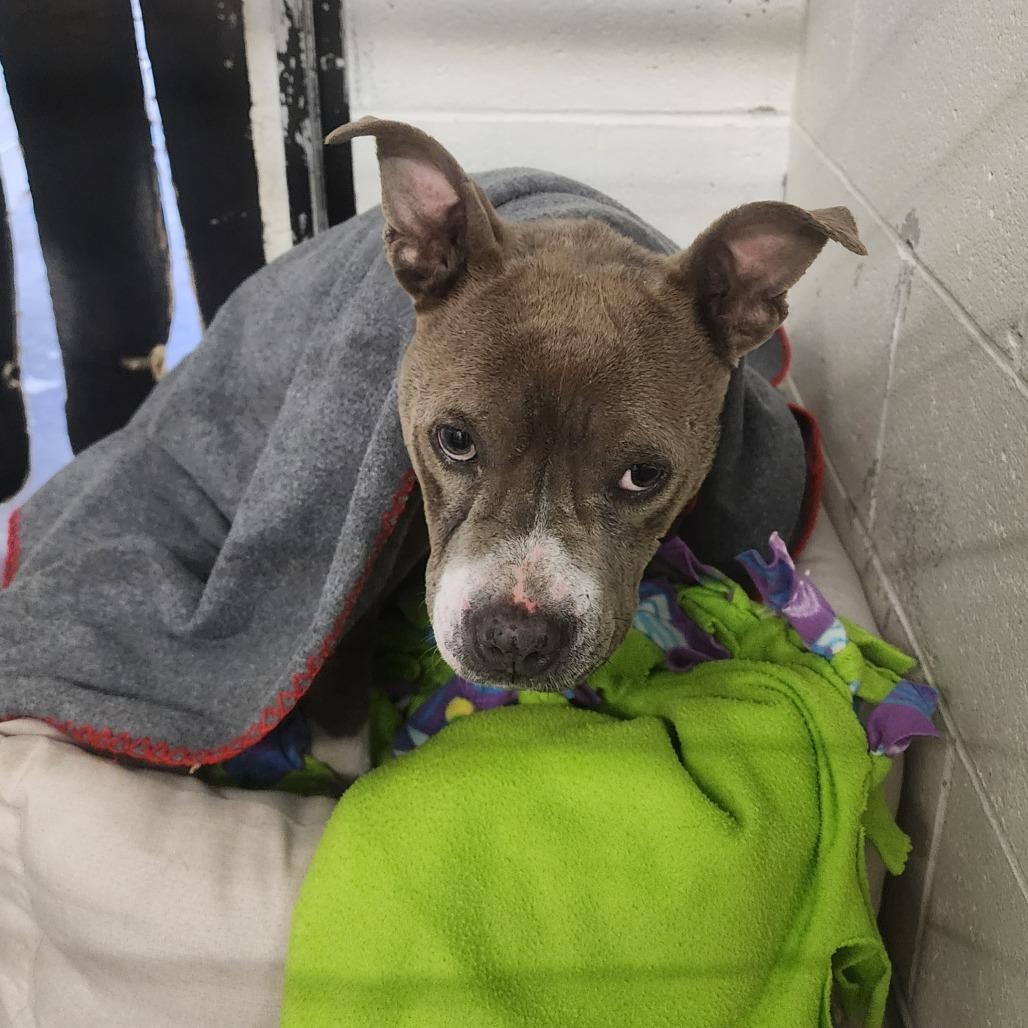 Enlarge Taffy, a Adoptable Pit Bull Terrier in Evensville, TN image 3/4