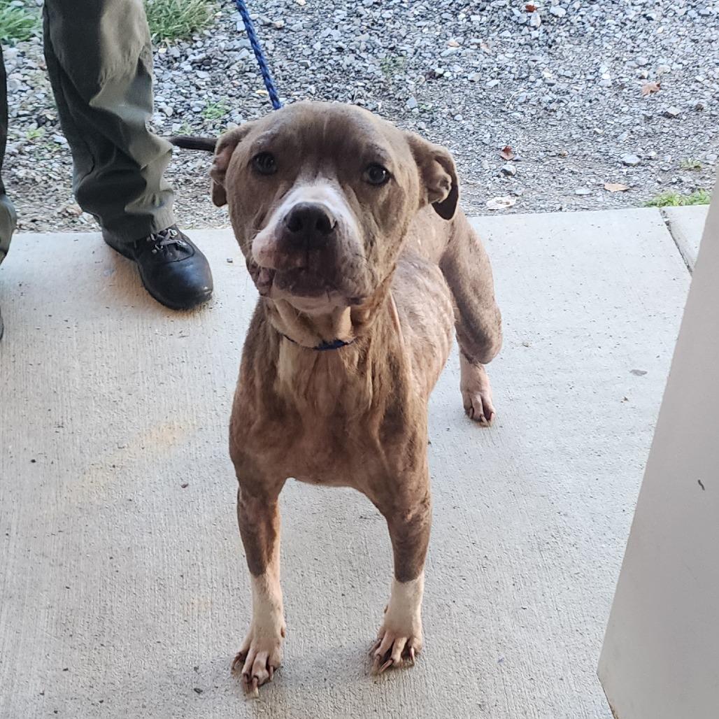 Enlarge Taffy, a Adoptable Pit Bull Terrier in Evensville, TN image 4/4