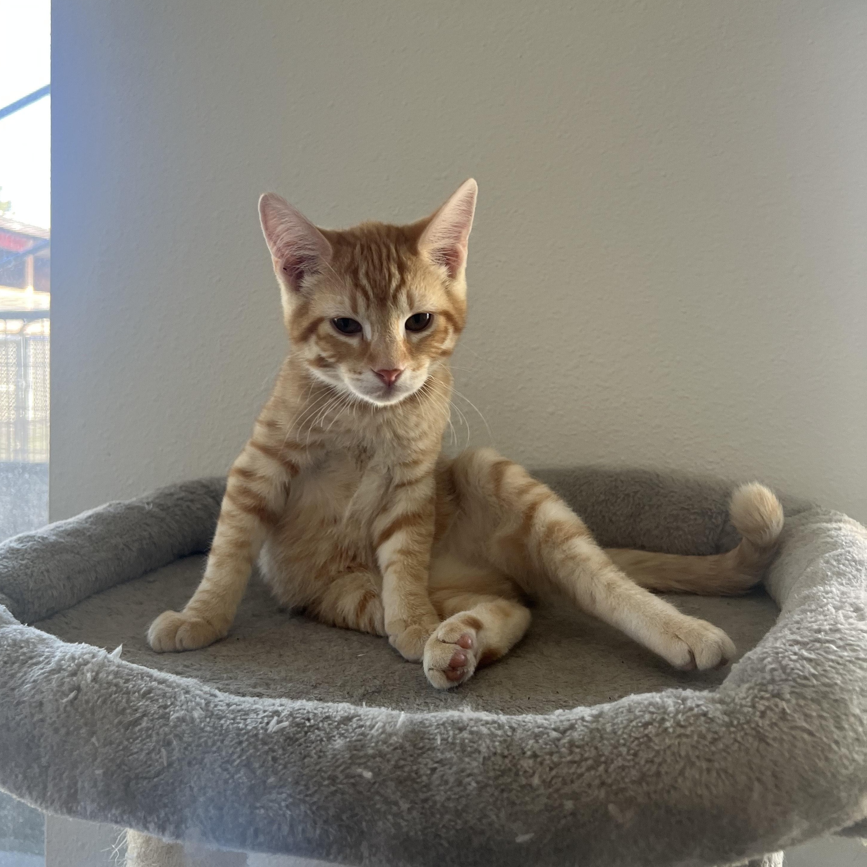 Sunny, an adoptable Domestic Short Hair in Bonners Ferry, ID, 83805 | Photo Image 1