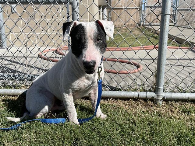 PATCHES 1, Adoptable, Young Male Bull Terrier & Mixed Breed.